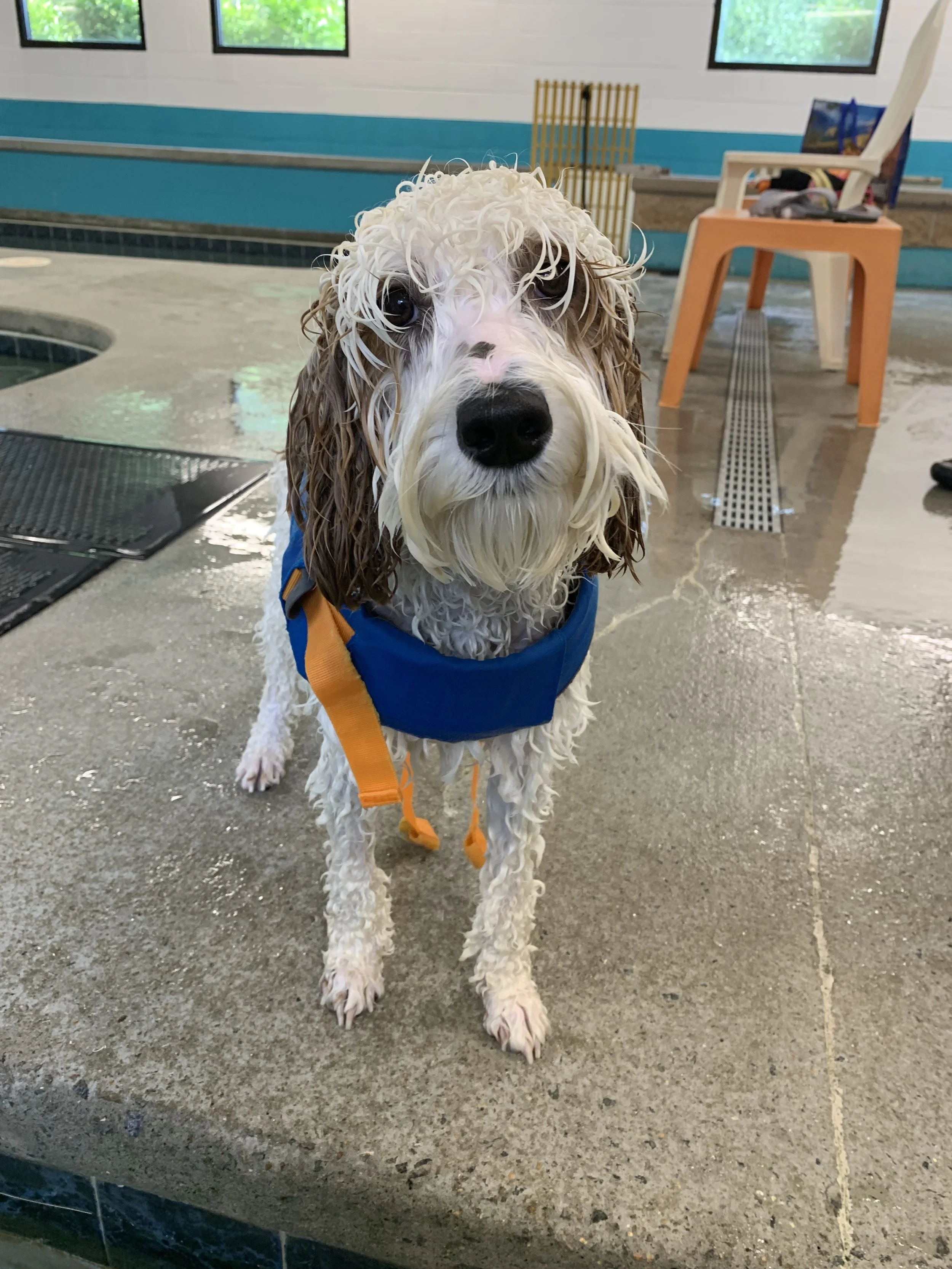 Wet English Springer Spaniel dog wearing a blue lifejacket at an indoor dog swimming pool, looking at the camera.