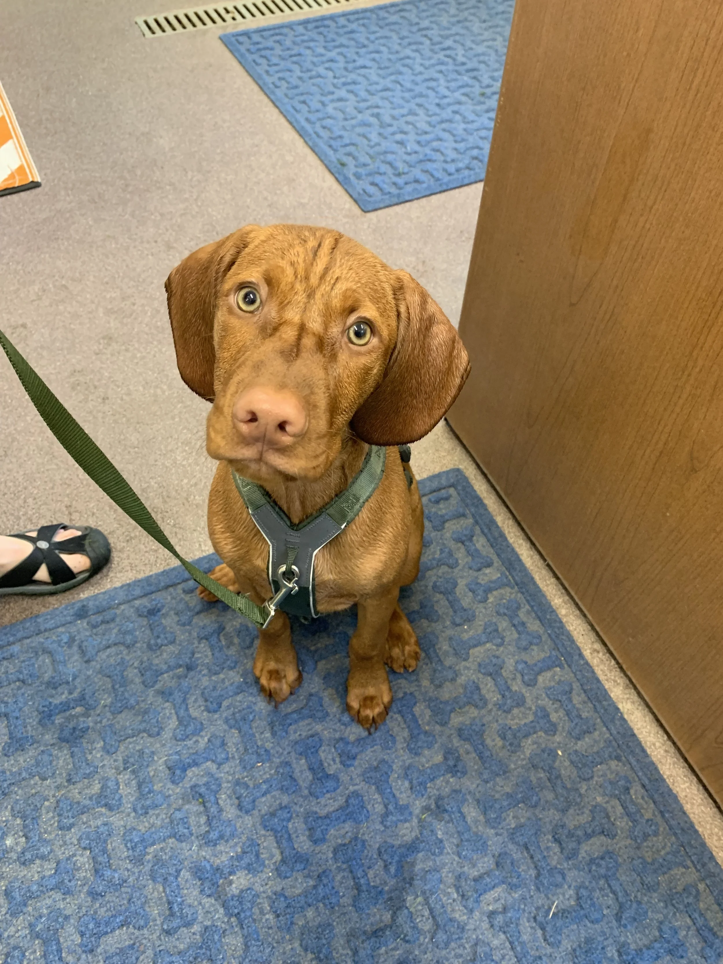 A young brown puppy with green eyes sitting on a blue carpet in an indoor setting, looking up at the camera.