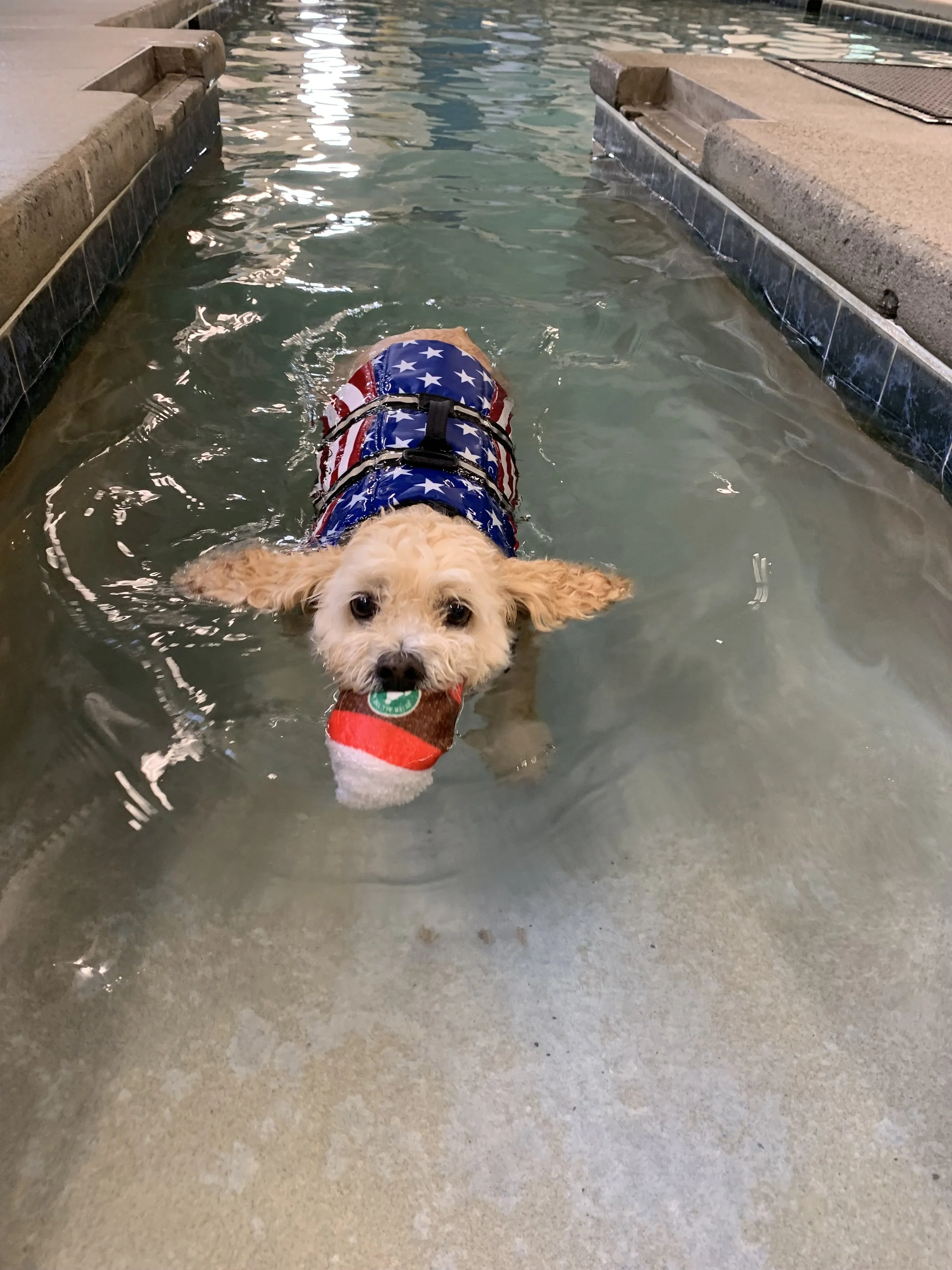 A small dog with curly fur wearing an American flag-themed life jacket and a holiday sweater, swimming in a shallow pool.