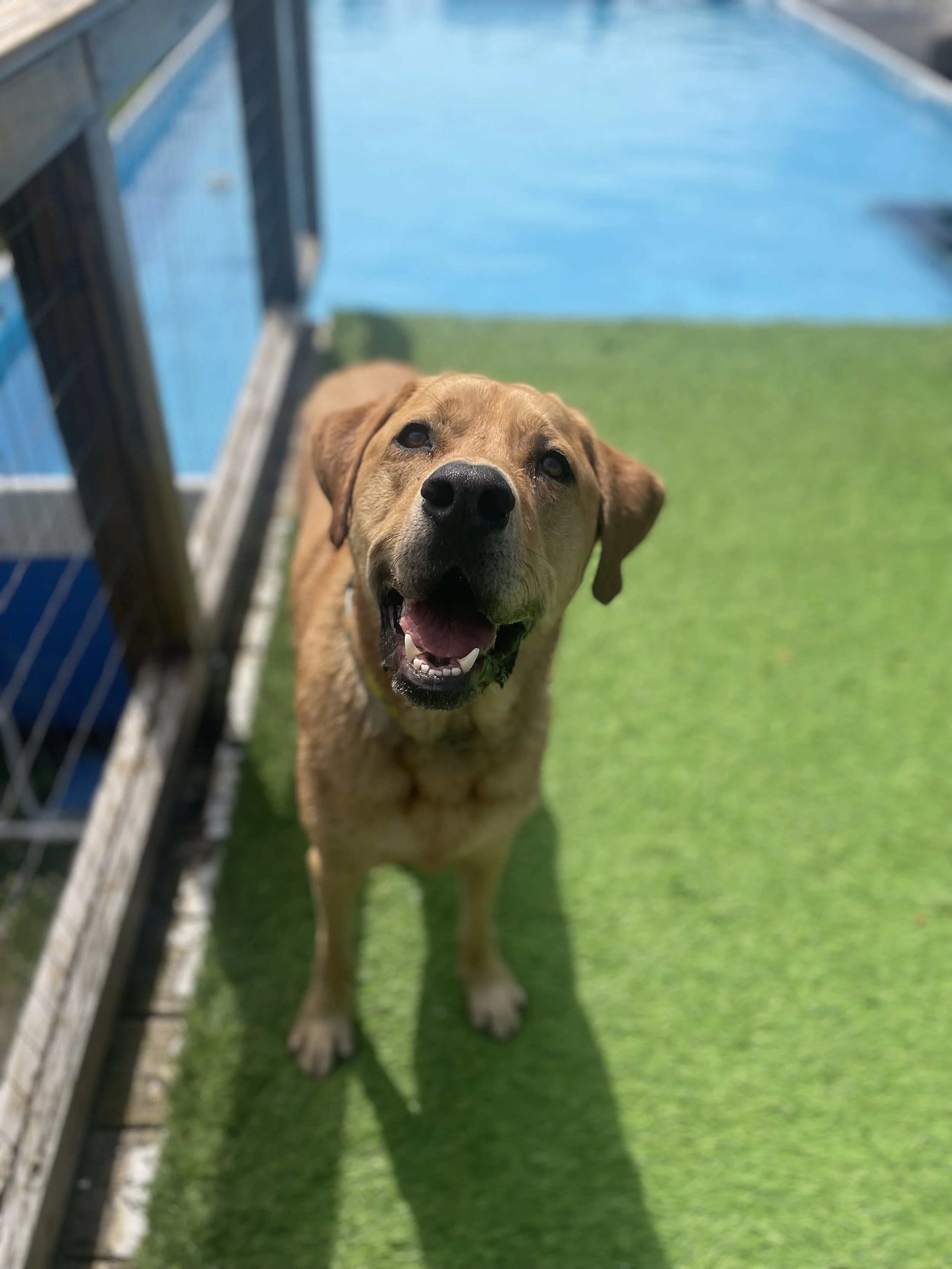 A happy brown dog with a black nose standing on green artificial turf, looking up at the camera with its mouth open.