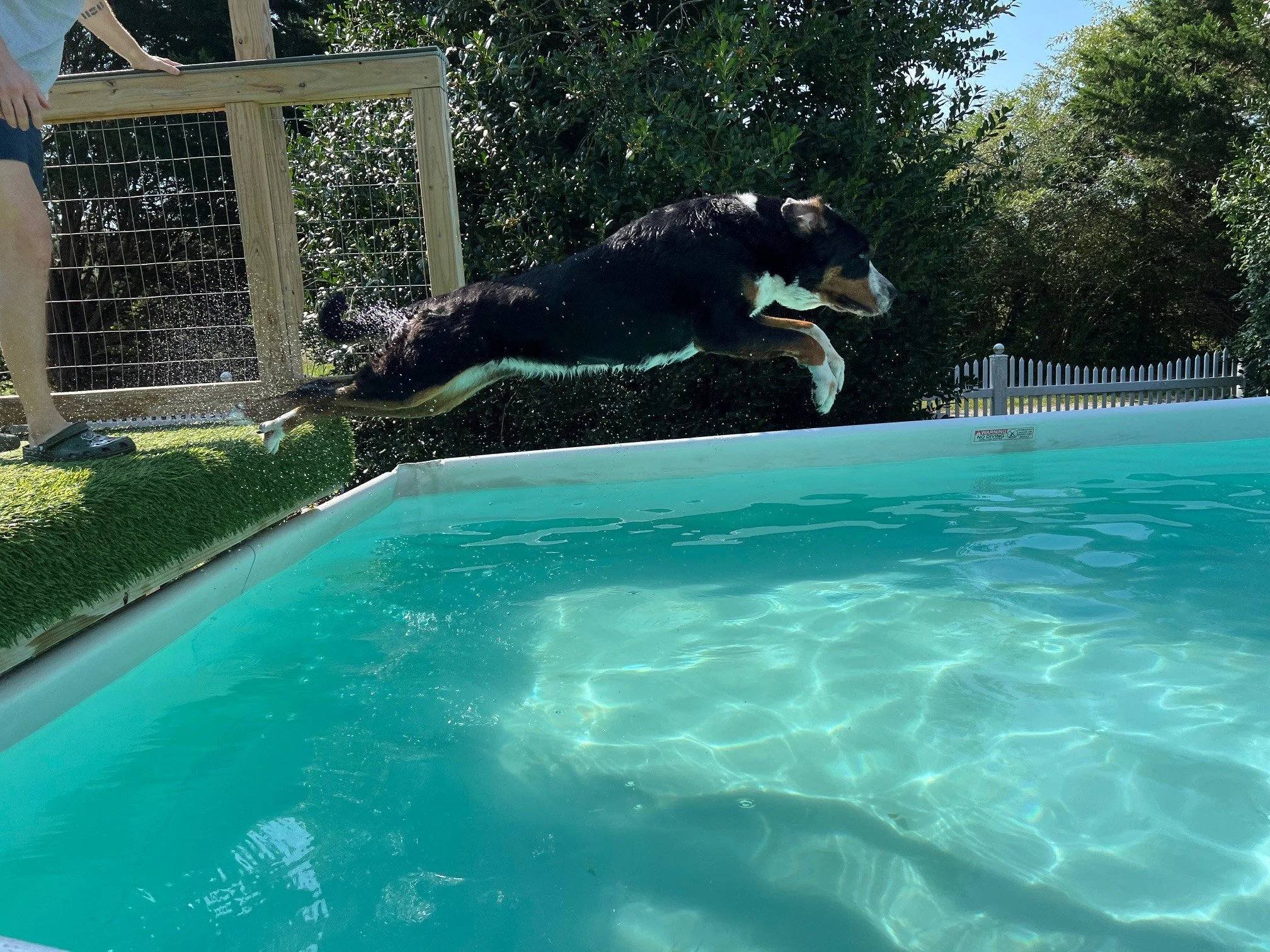 Dog jumping into a swimming pool from the pool's edge, with a person standing nearby on a grass surface, trees and a white fence in the background.