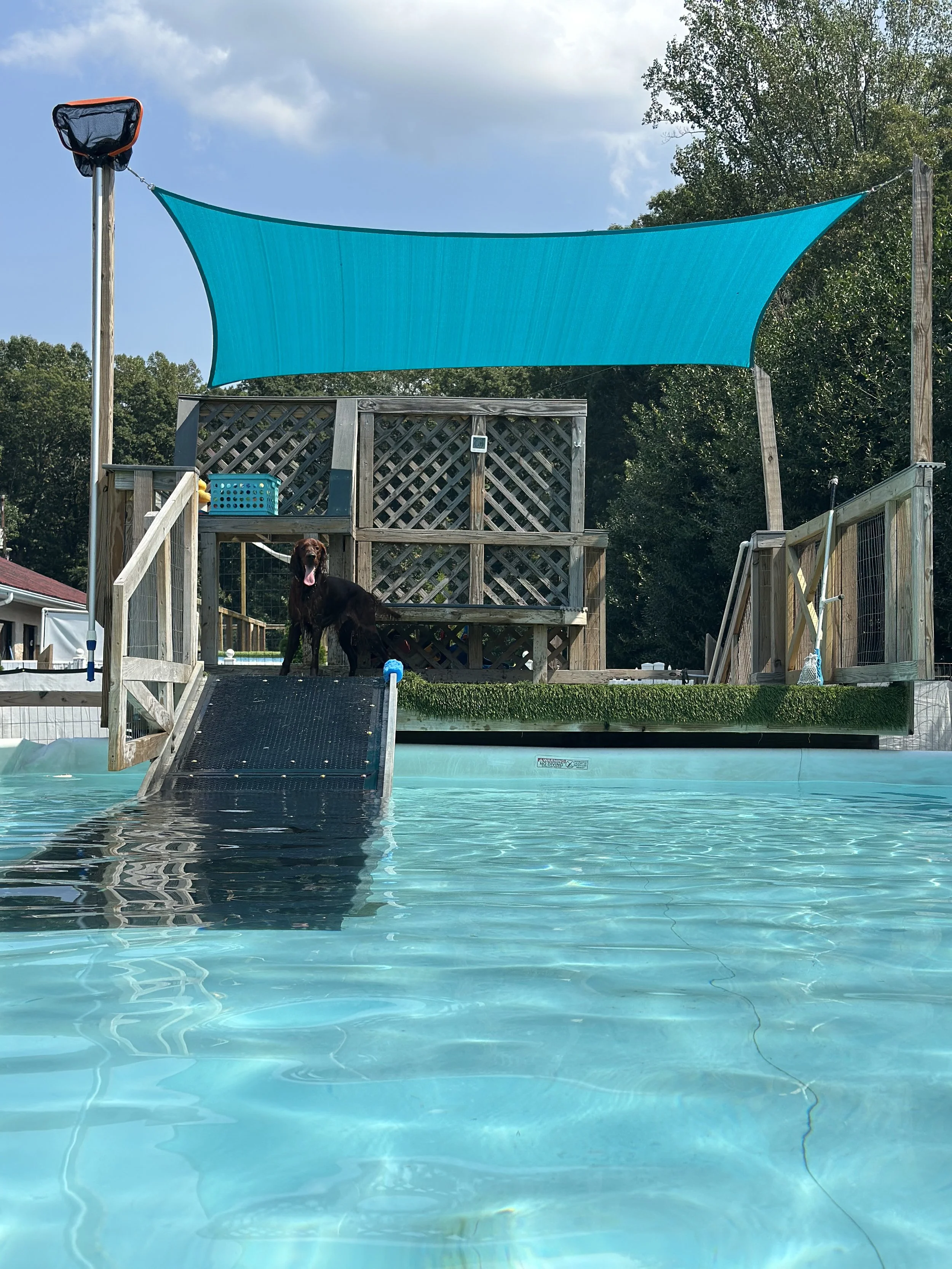A backyard swimming pool with a wooden deck, a black dog standing on the deck, a blue shade sail above, and clear water reflecting sunlight.