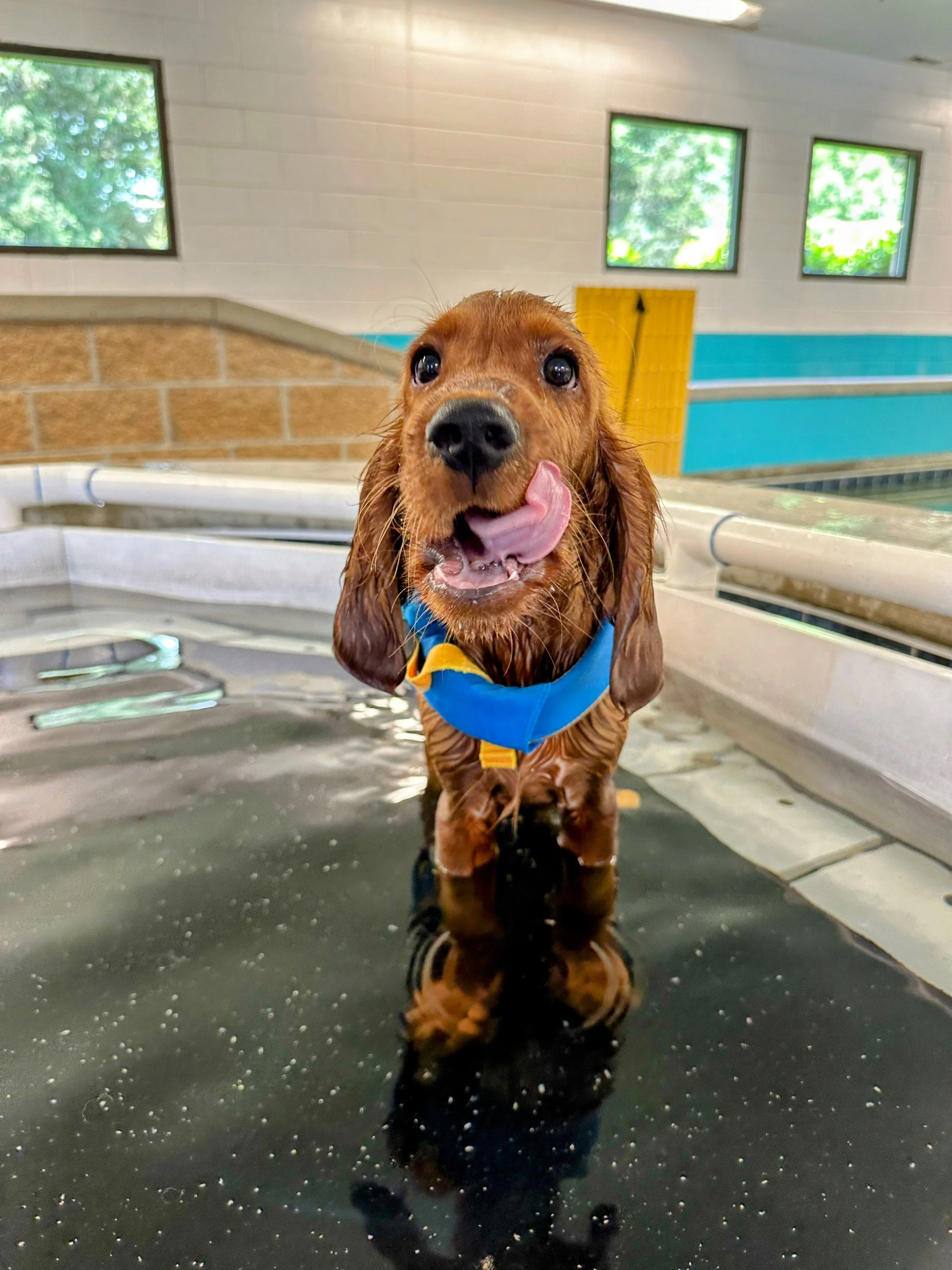 A wet, brown, long-eared puppy in a blue harness standing in a black soaking tub, licking its nose with a friendly expression.