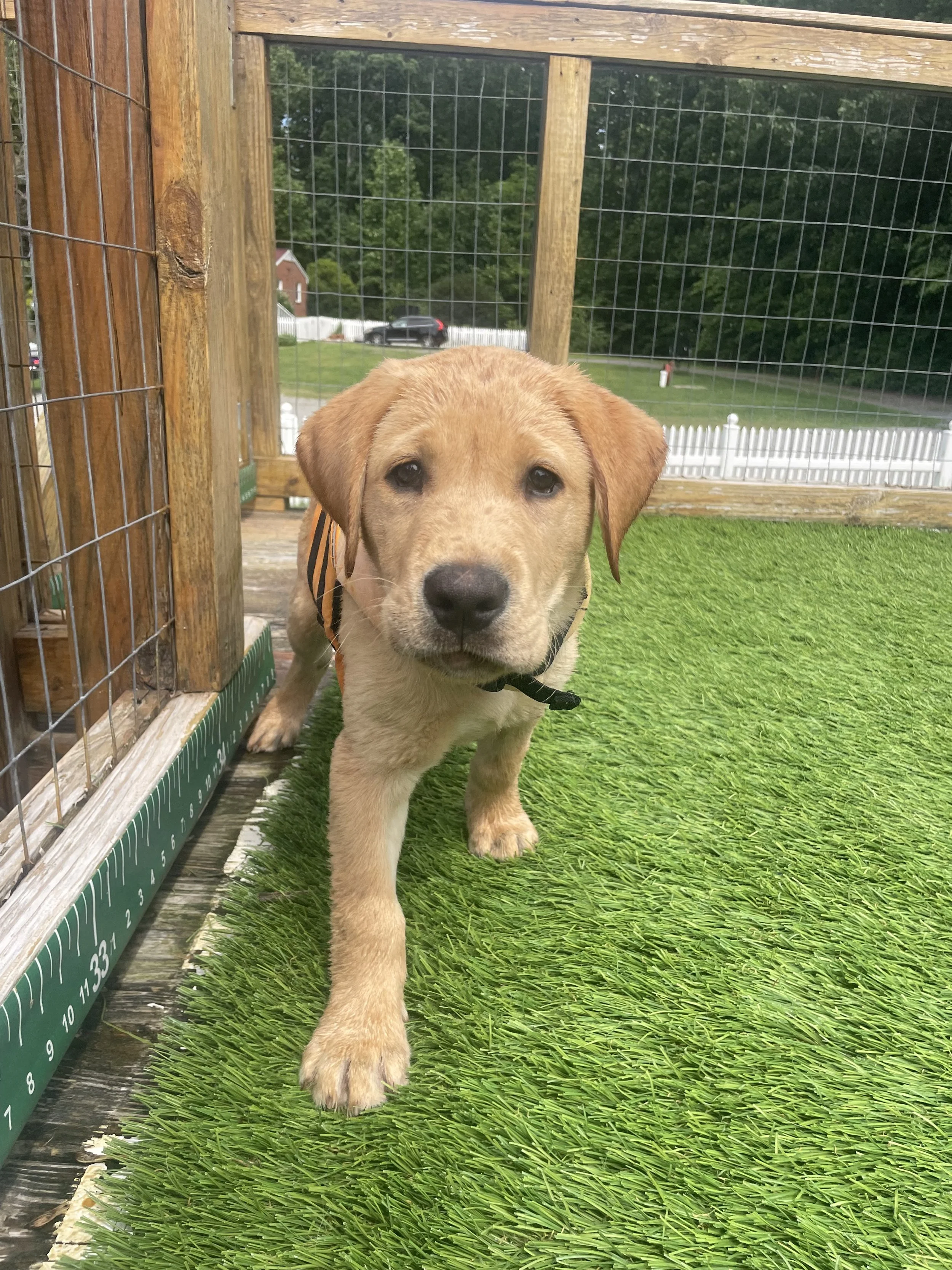 A curious young yellow Labrador puppy standing on artificial green grass in an outdoor enclosure with wood and wire fencing.