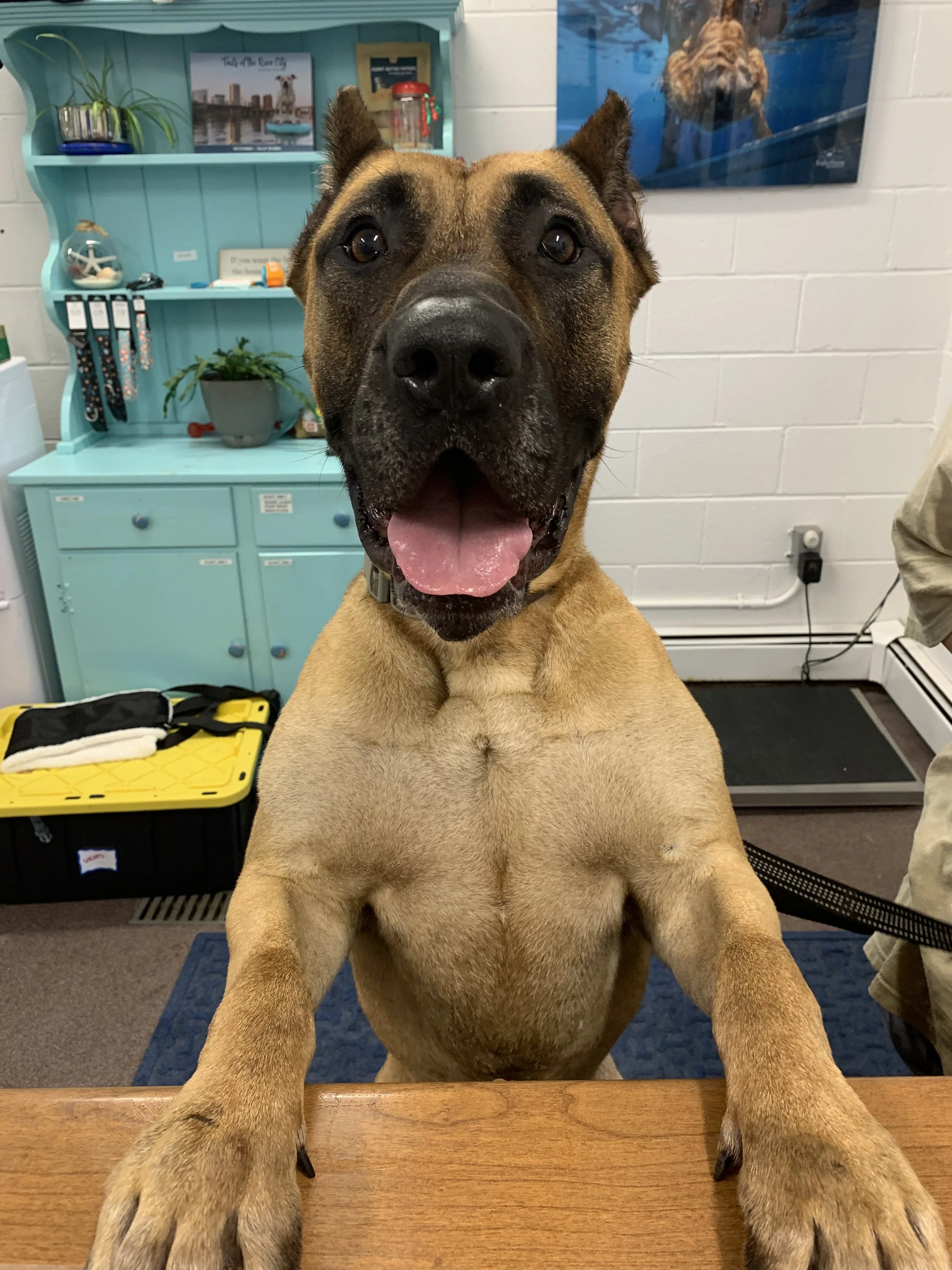 A happy large brown dog with a black face and ears, sitting on its hind legs with front paws on a wooden counter, in an indoor setting with a teal cabinet and a wall poster of a dog swimming behind it.