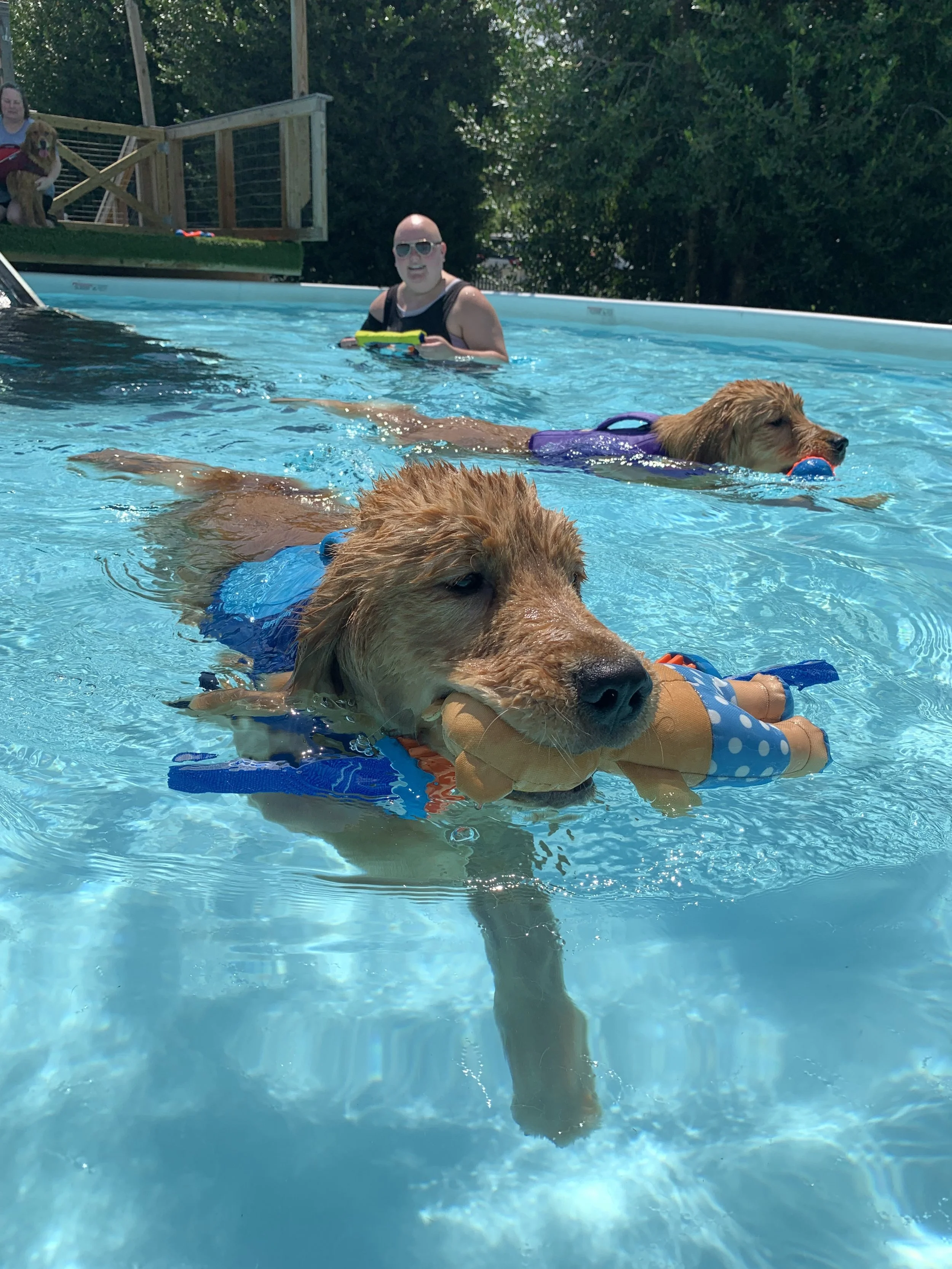 Two golden retriever puppies swimming in a backyard pool with a toy in their mouths, a woman standing in the pool, and a person sitting on the porch in the background.