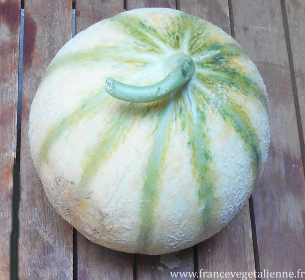 Melon de Cavaillon