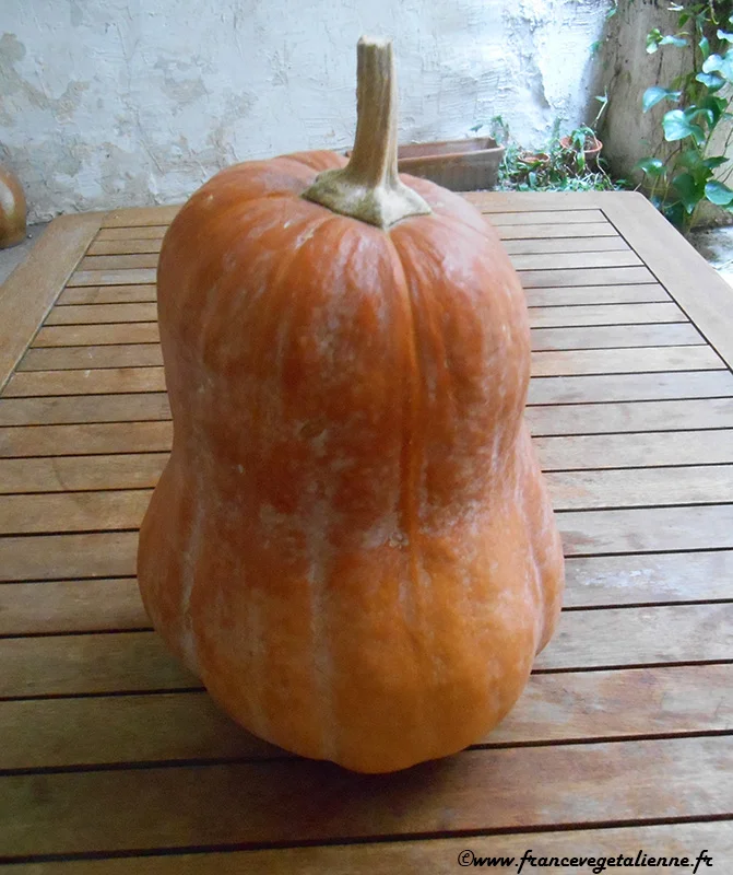 Courge musquée