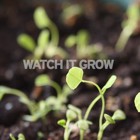 watch_it_grow.jpg