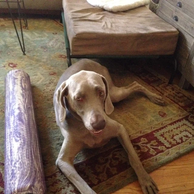 SMART Canines, Felines and Equines