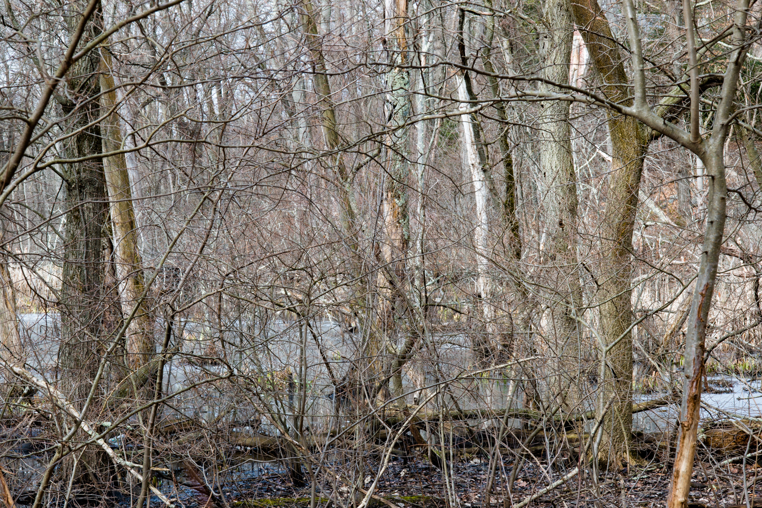 Hammond Pond Parkway #1, 2018