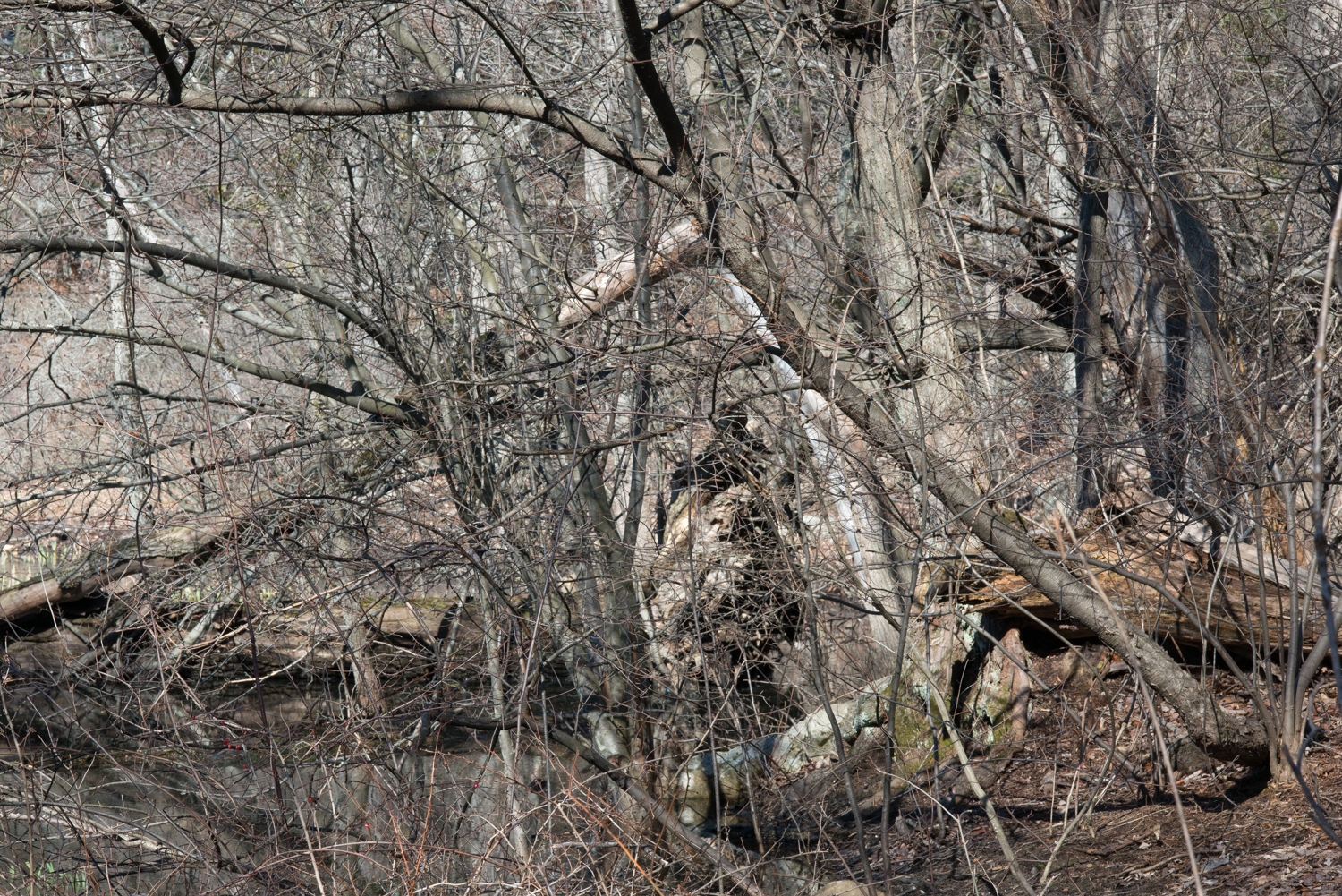 Hammond Pond Parkway #3, 2018