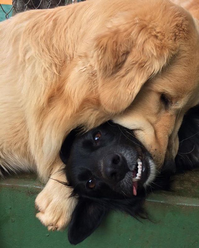 Deslize para o lado para ver as Cenas do dia na DogCamp : Mordidas de Amor + Leah dando High Five + Duplinha de respeito #vempradogcamp #dogcampers⁣
⁣
⁣
#dogcamp #saopaulo #vilamadalena #hotelzinho #pethotel #perdizes #jardins #pompeia #cerqueiracesa