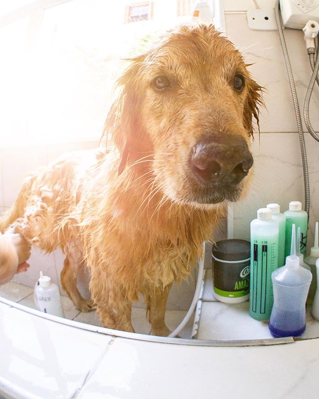 Um final de semana pleno, feliz e cheiroso ❤️ #vempradogcamp #dogcampers⁣
⁣
⁣
#dogcamp #saopaulo #vilamadalena #hotelzinho #pethotel #perdizes #jardins #pompeia #cerqueiracesar #dogcampday #dogcampdaycare #cachorro #cachorros #dog #dogs #pet #crechec