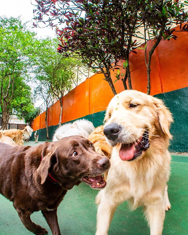 A DogCamp &eacute; como se fosse uma &ldquo;escola&rdquo;, com a diferen&ccedil;a de que aqui s&oacute; tem recreio 😂 #vempradogcamp #dogcampers⁣
⁣
⁣
⁣
⁣
#dogcamp #saopaulo #vilamadalena #hotelzinho #pethotel #perdizes #jardins #pompeia #cerqueirace