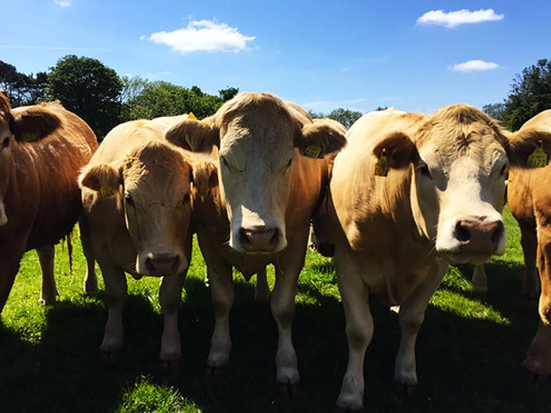 Wagyu-Beef.jpg