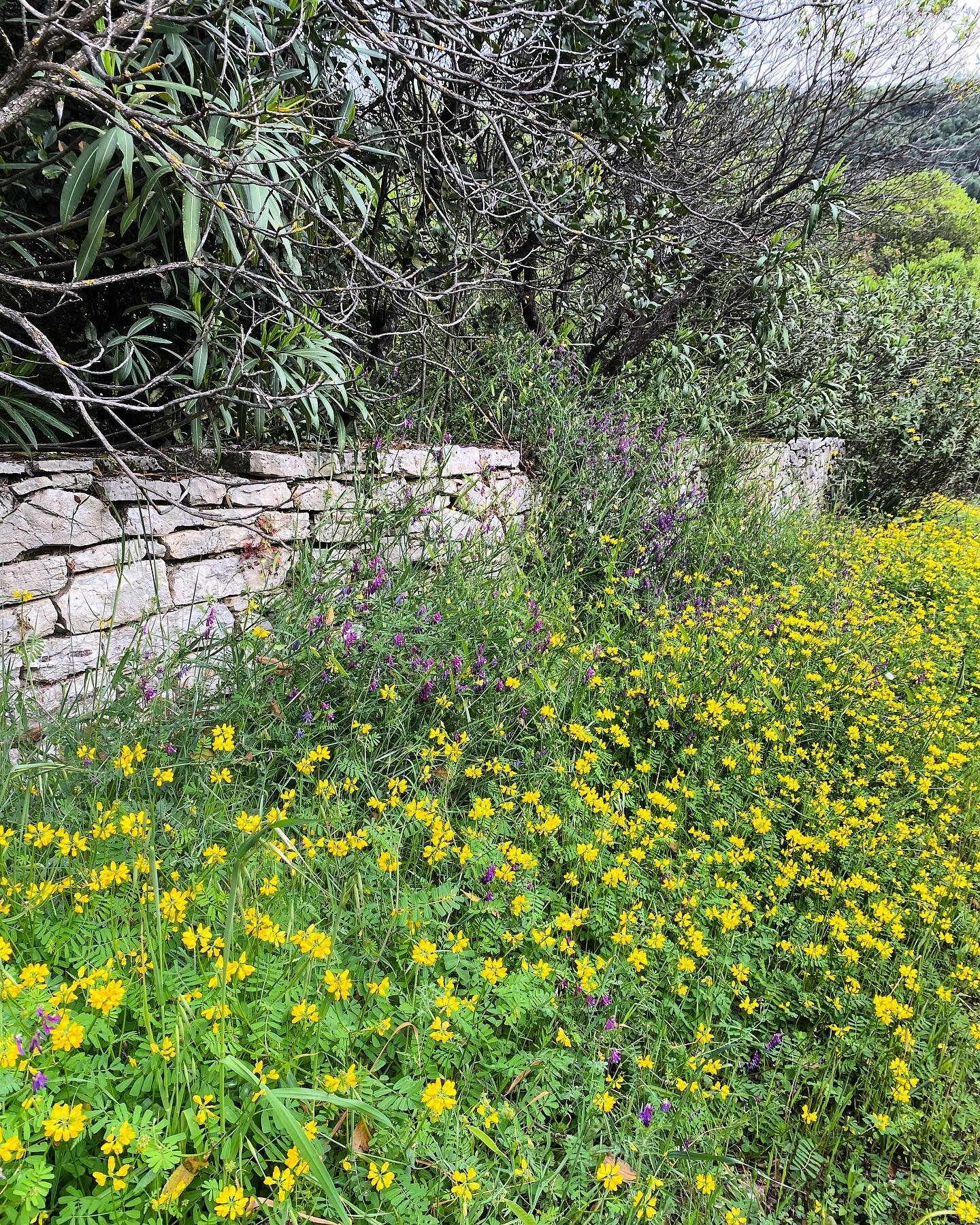 A host of #gold 💛 #spring #corfu #sunshine #blueskies #wildflowers #loveyellow #lovecolour #inspiration #greece #greengroveweavers