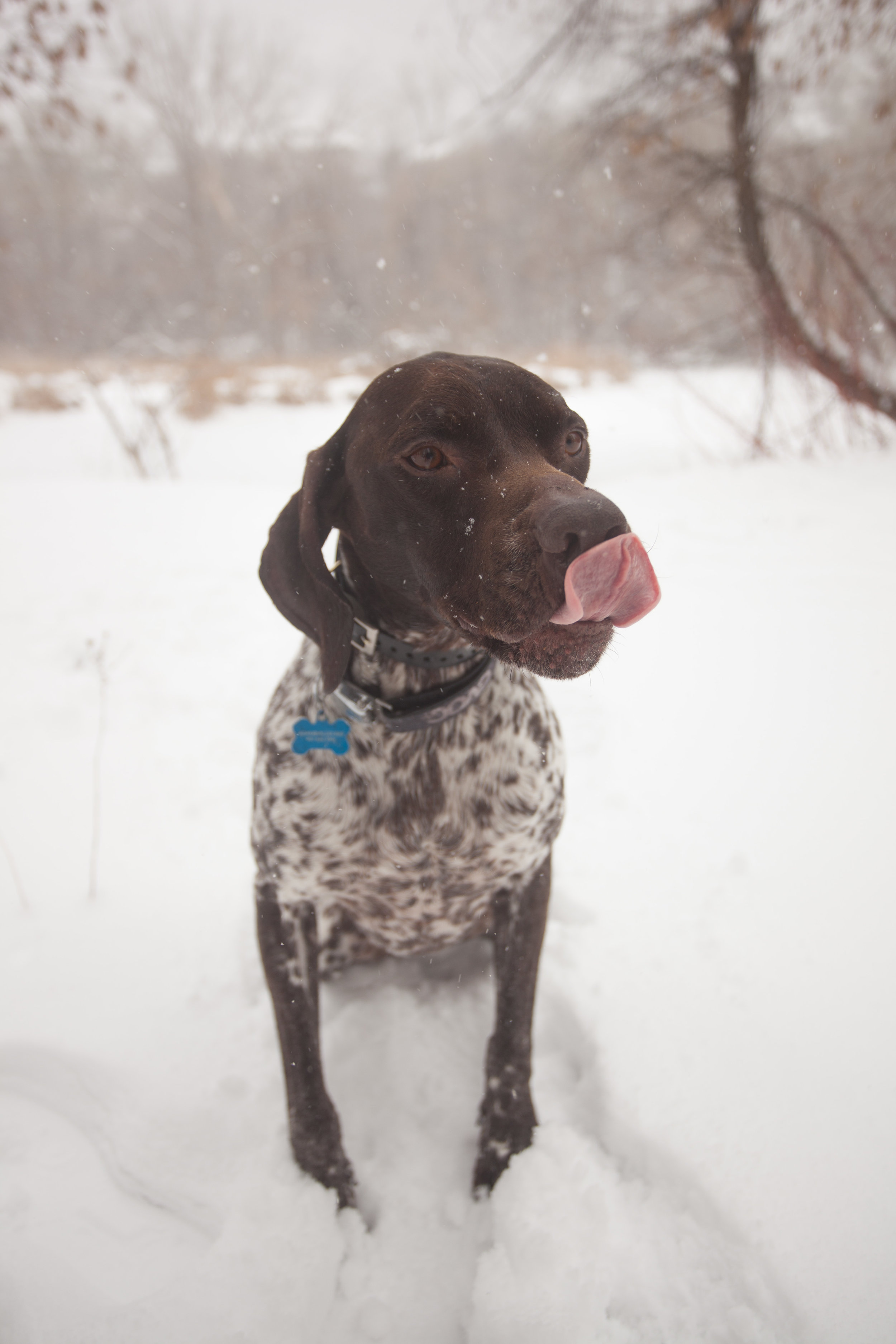 Duke licking his lips at all the pow