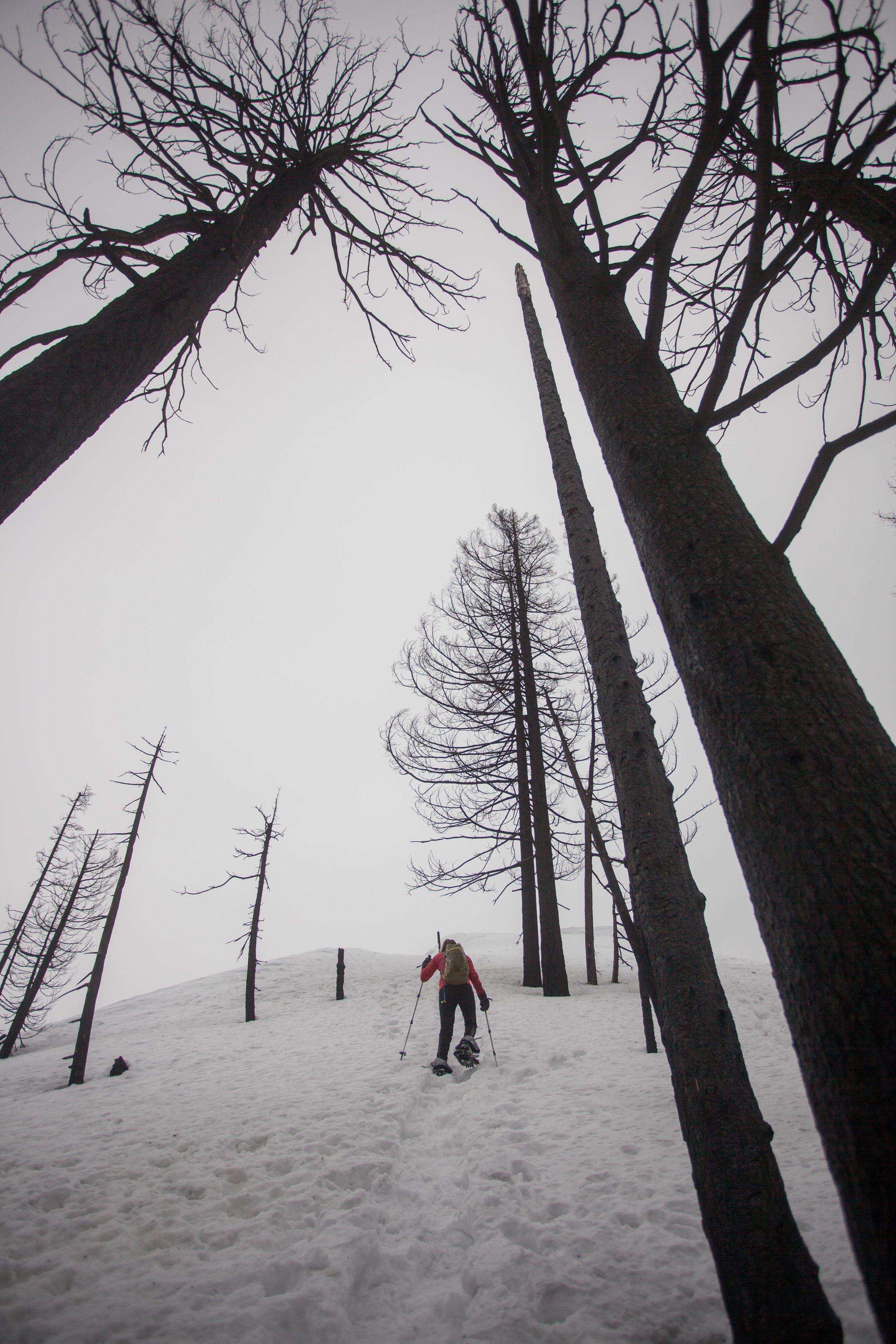 Burnt trees tower over the final slope to the summit