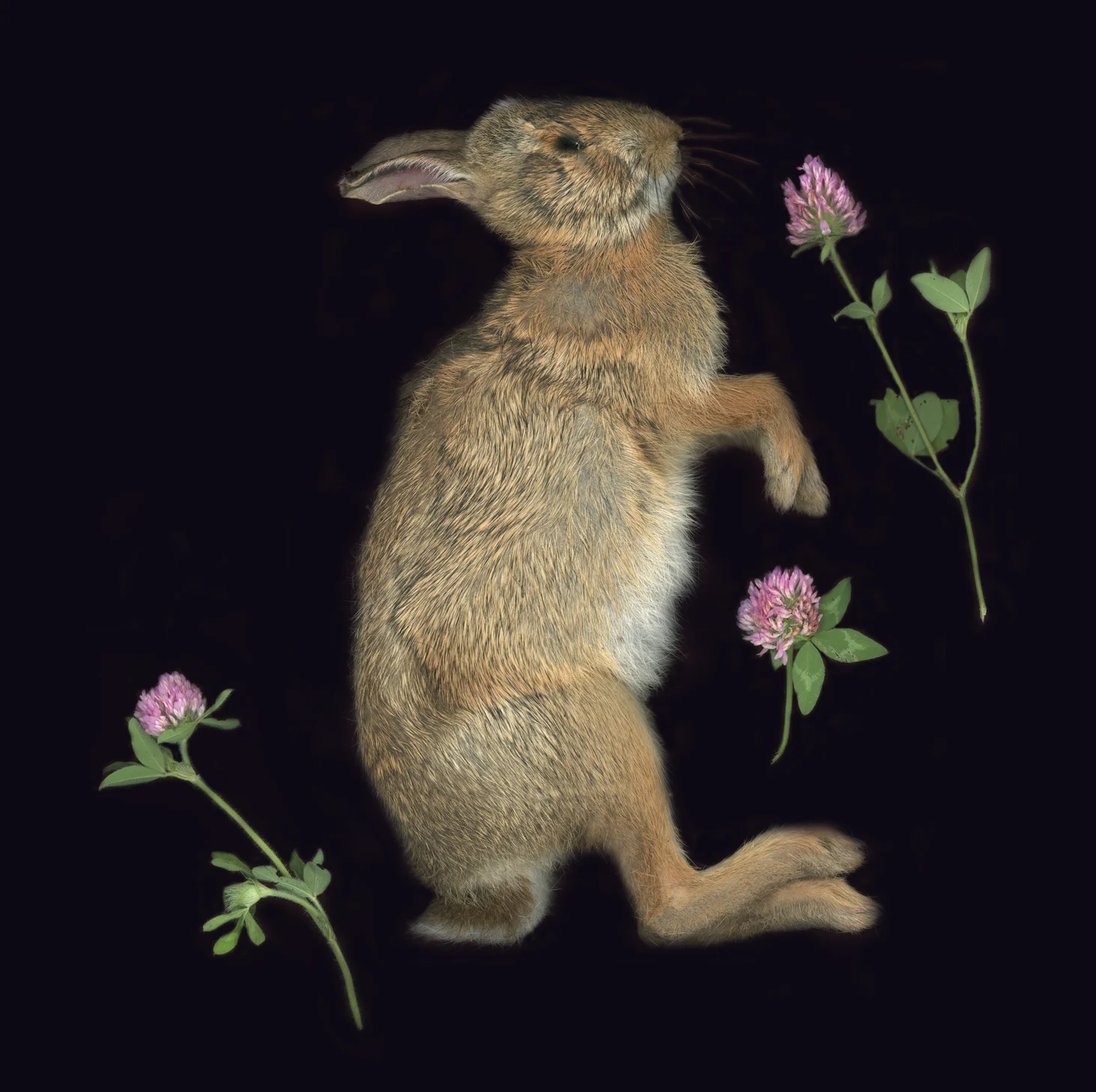 Rabbit.jpg
