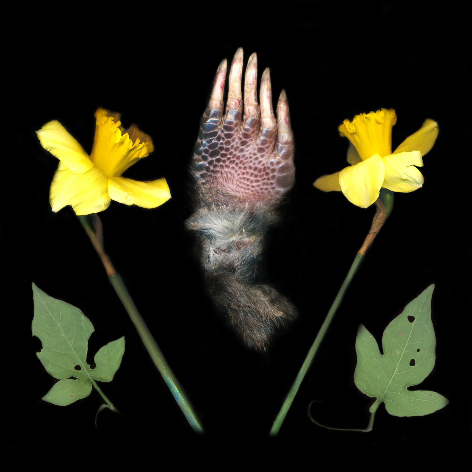 Sarah Horan, Hand .jpg