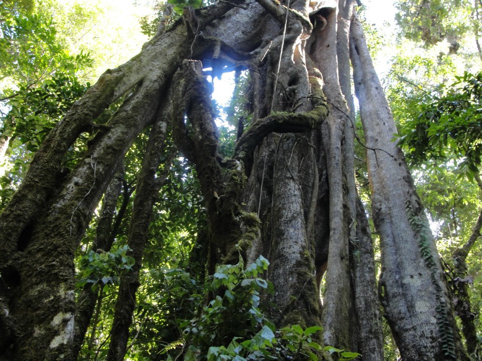 A typical tree in Monteverde