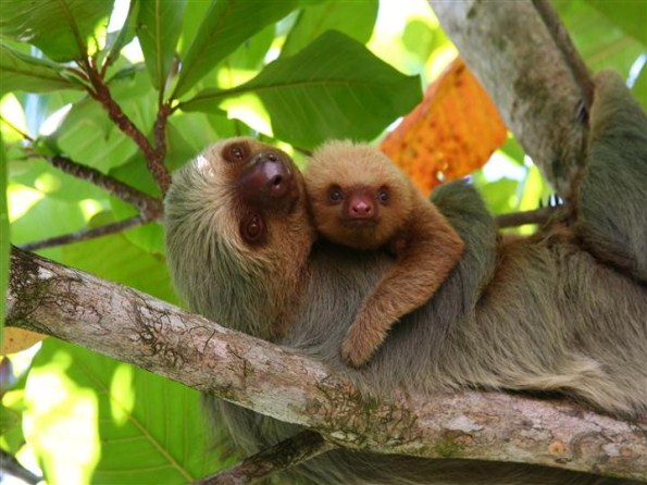 Sleepy sloths in the cloud forest