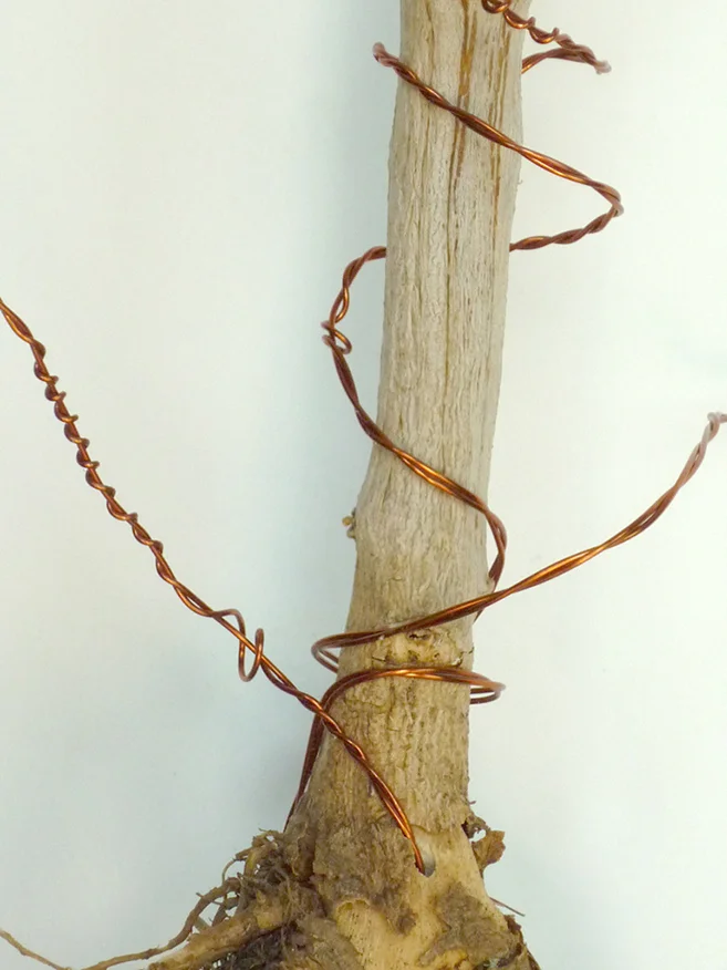 Detail of Beholdin' - Wired