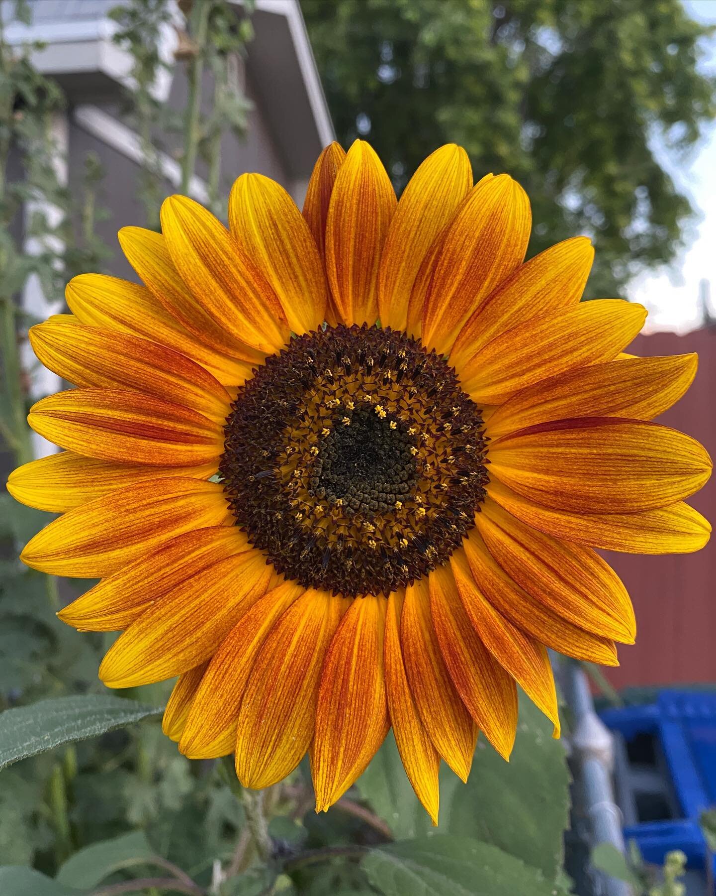 Neighborhood&rsquo;s Many Hued Sunflowers! #sunflowers #coloradosummer #whatmakeslafayettegreat