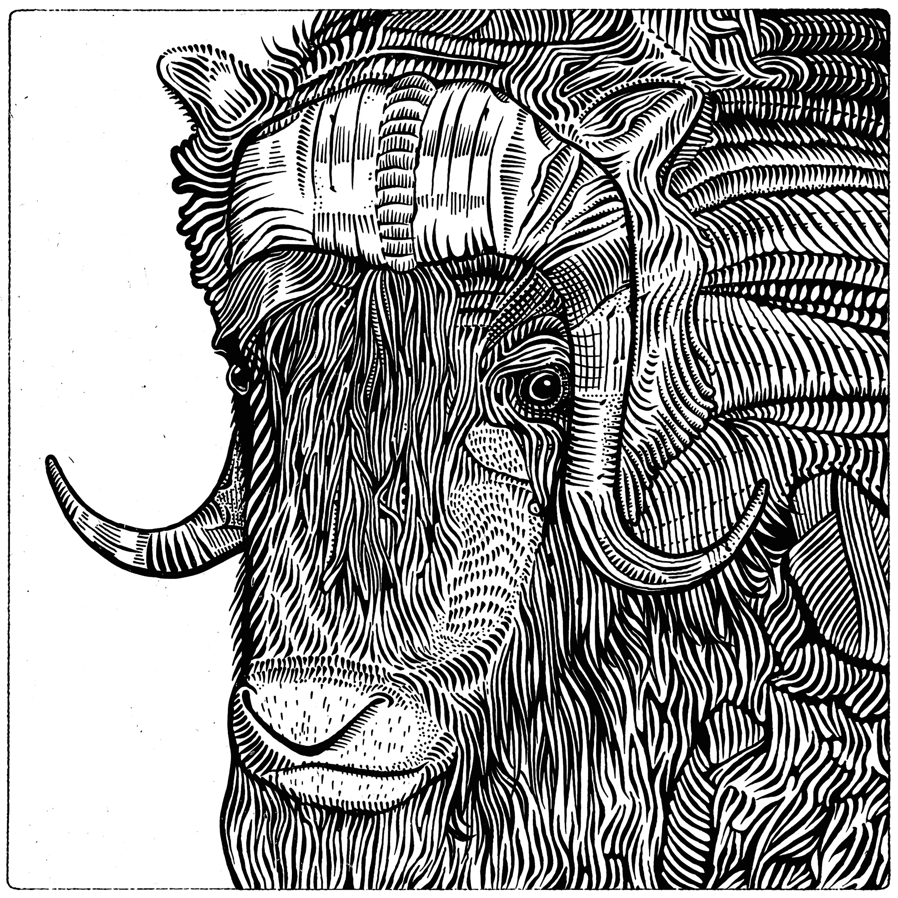 Ox illustration art print