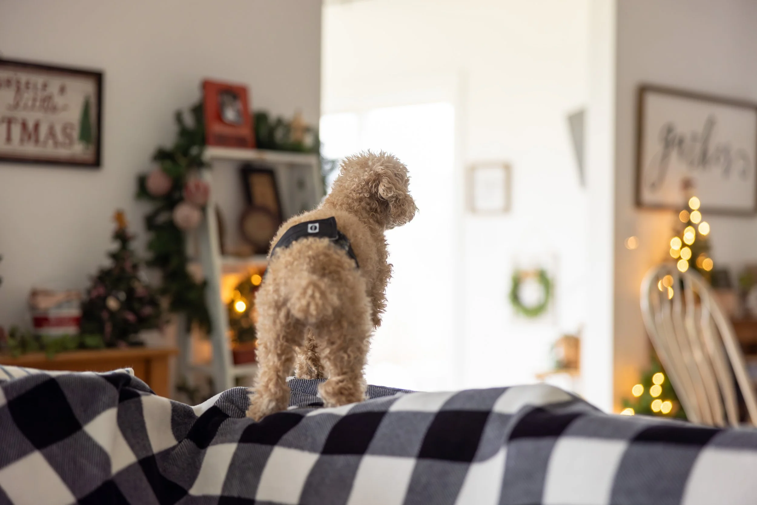 2025 - Volk Family Christmas - 0065.jpg