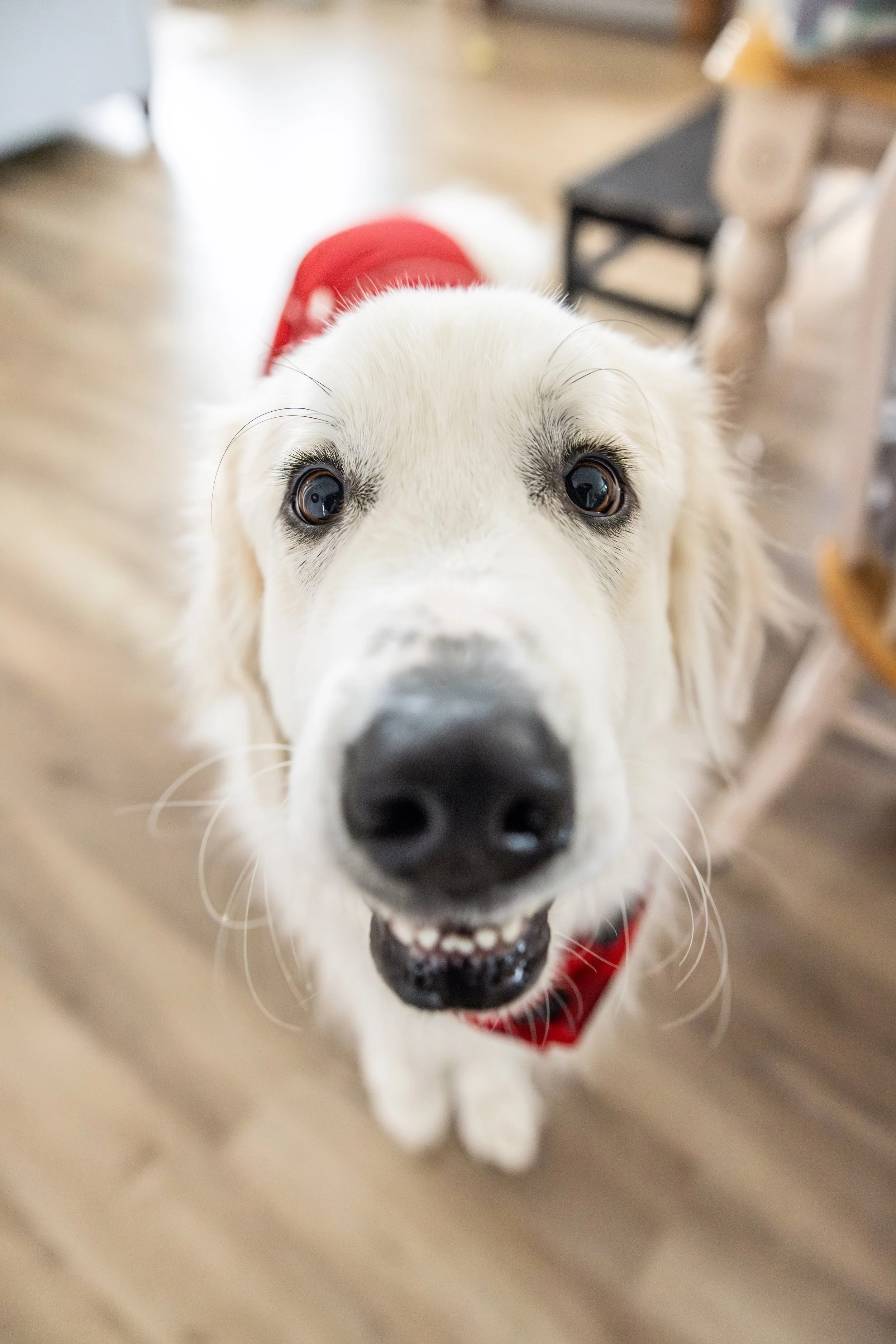 2025 - Volk Family Christmas - 0073.jpg