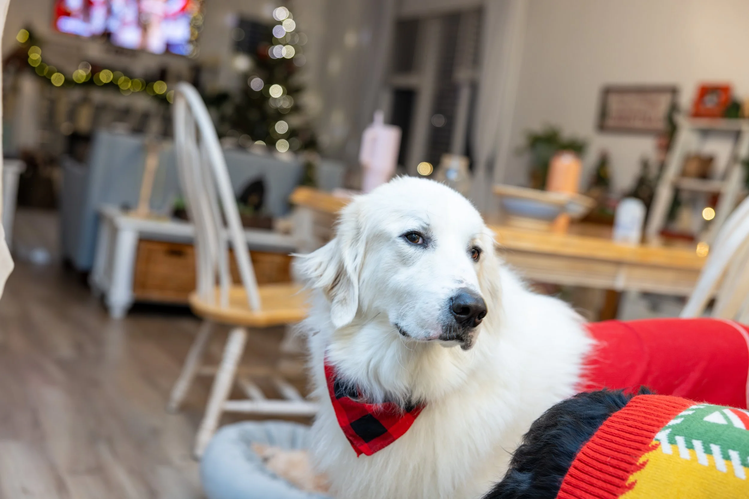 2025 - Volk Family Christmas - 0094.jpg