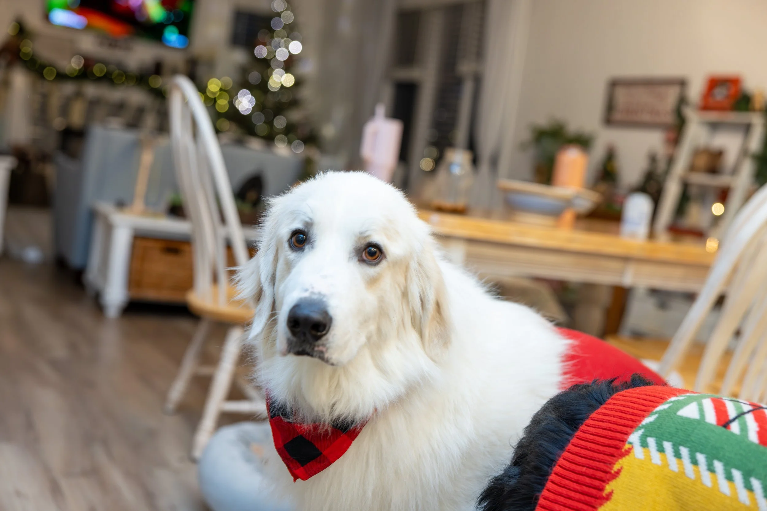 2025 - Volk Family Christmas - 0095.jpg