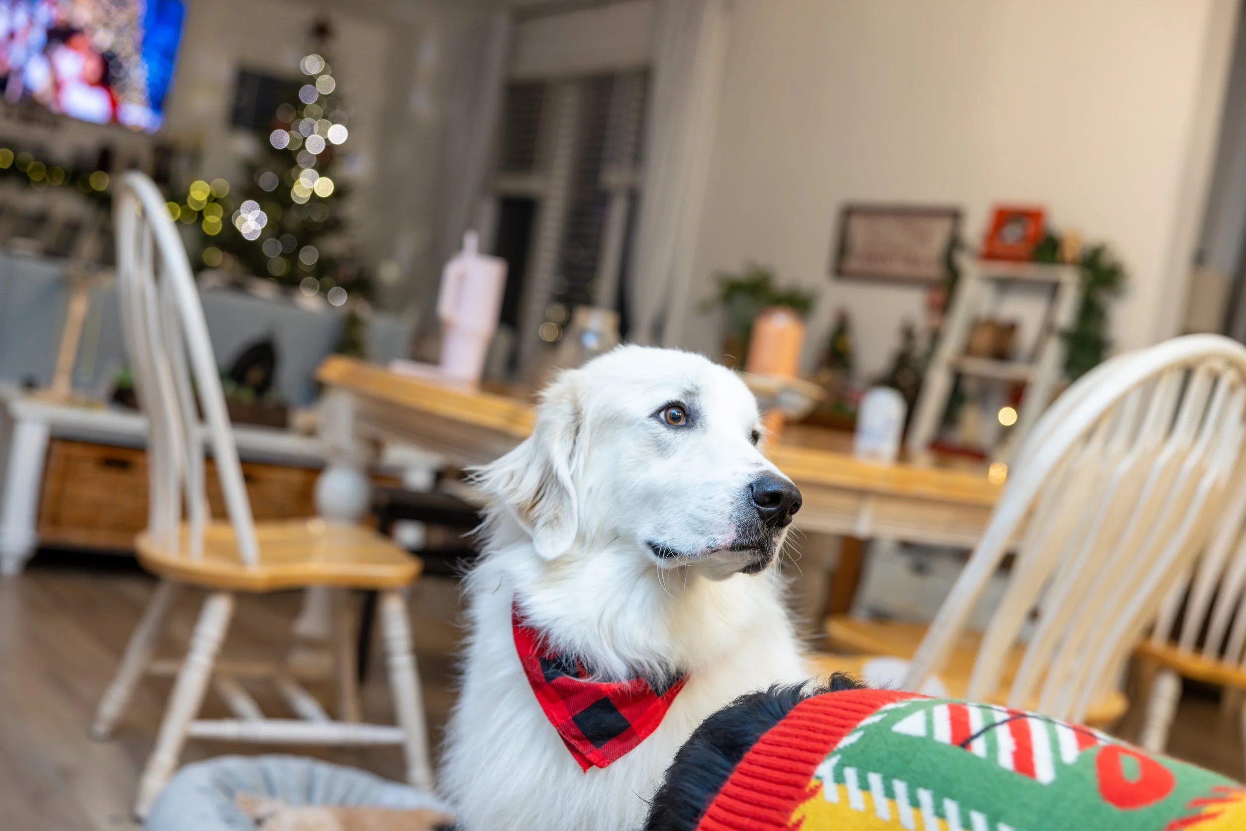 2025 - Volk Family Christmas - 0096.jpg