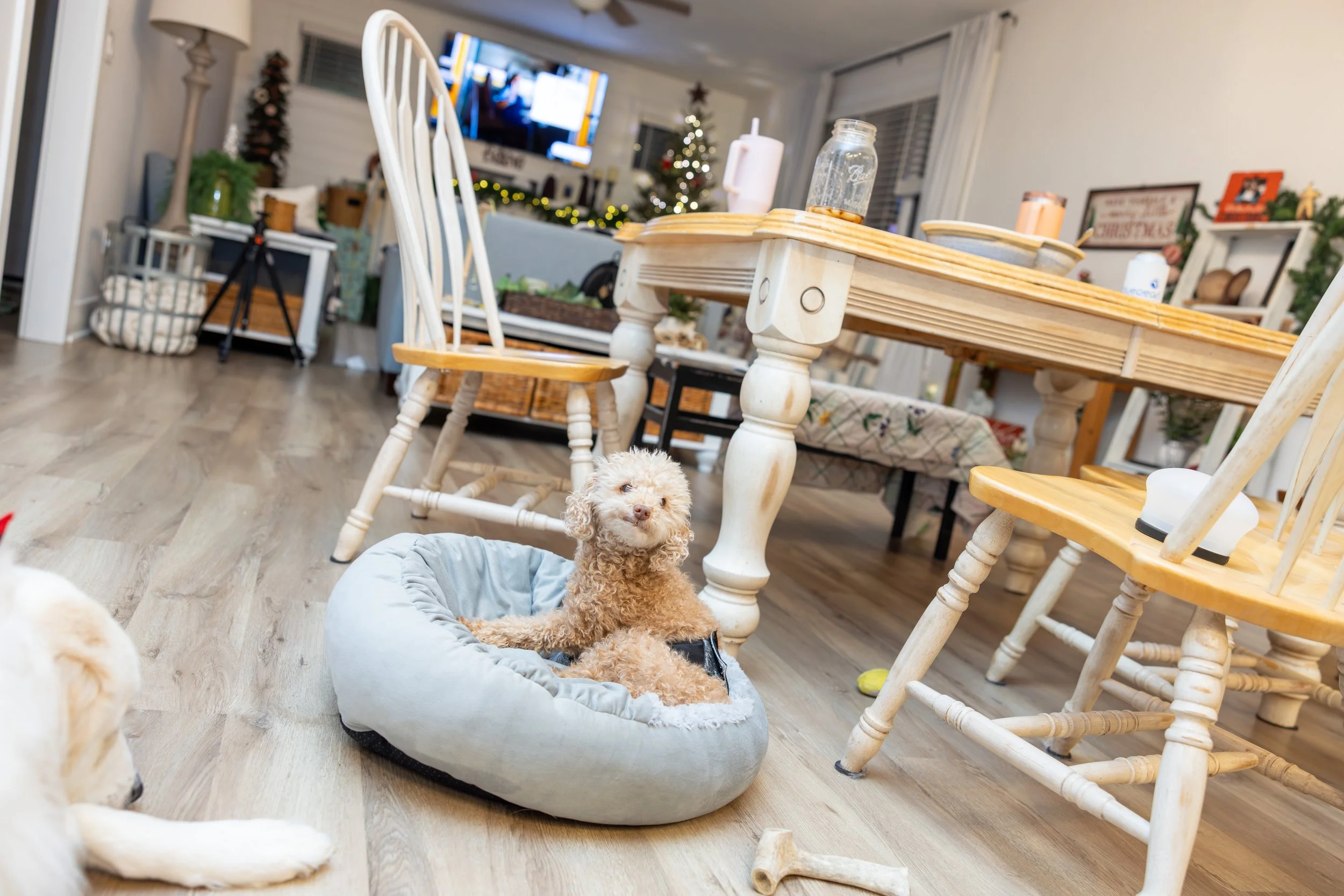 2025 - Volk Family Christmas - 0099.jpg