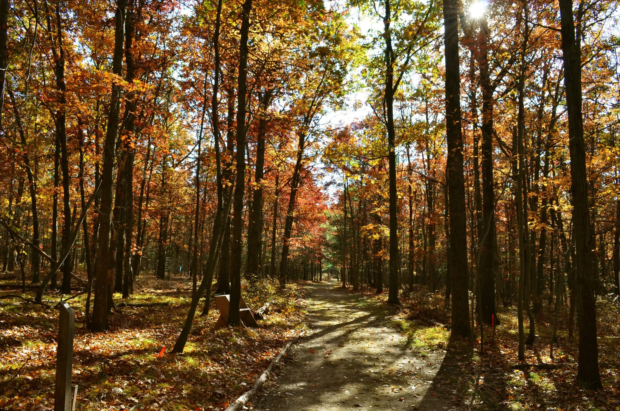 fall.jpg