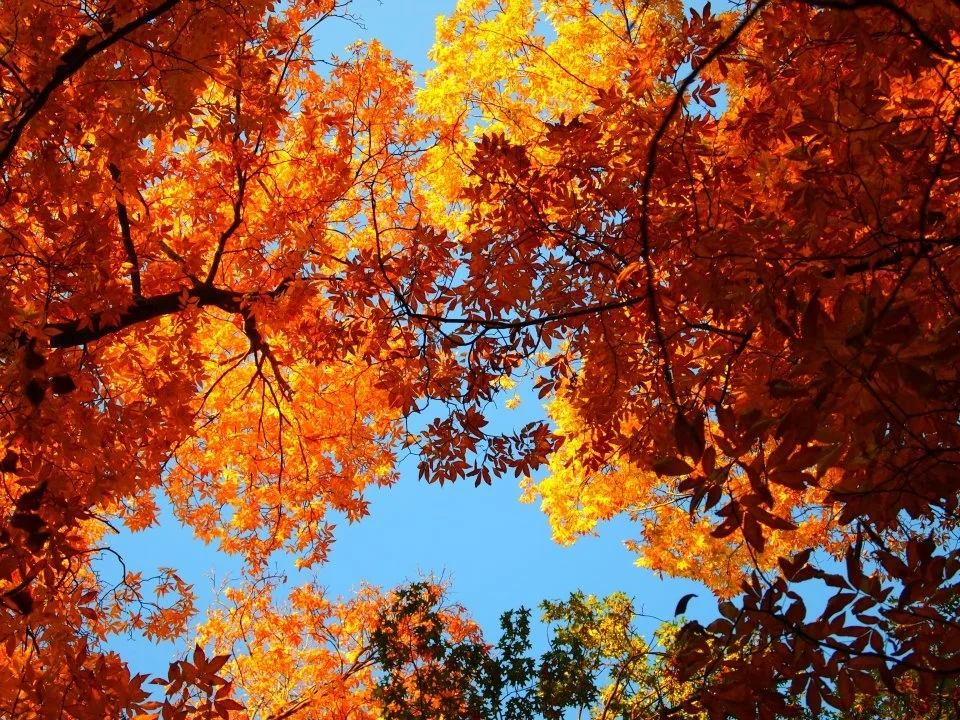 Canopy_Hickories_2.jpg
