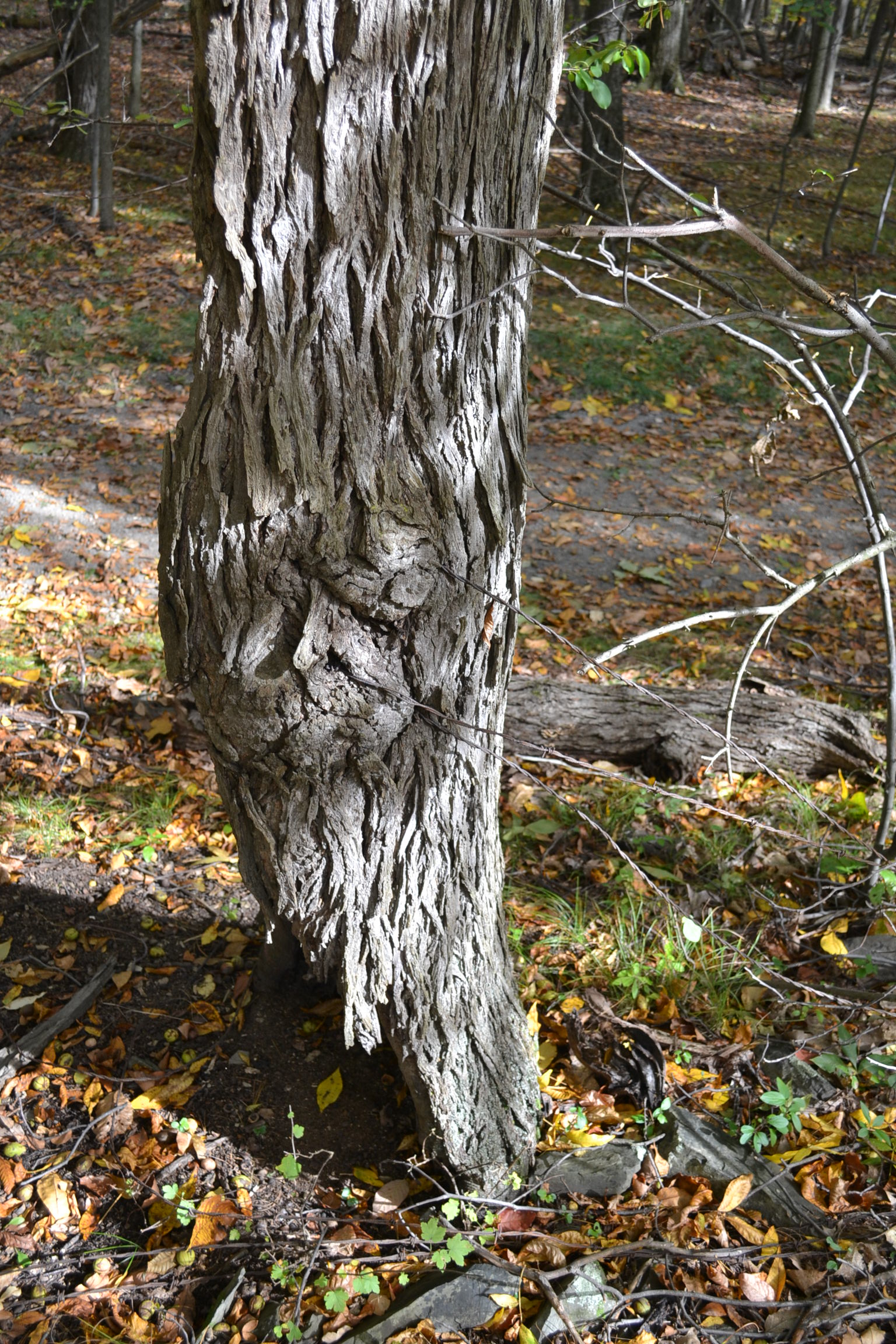 Fencewire_embedded.JPG