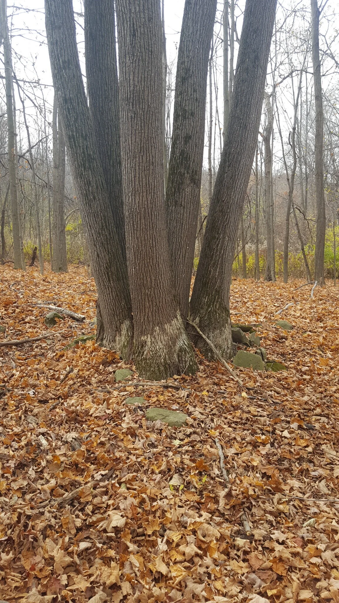 Coppiced_Basswood.jpg