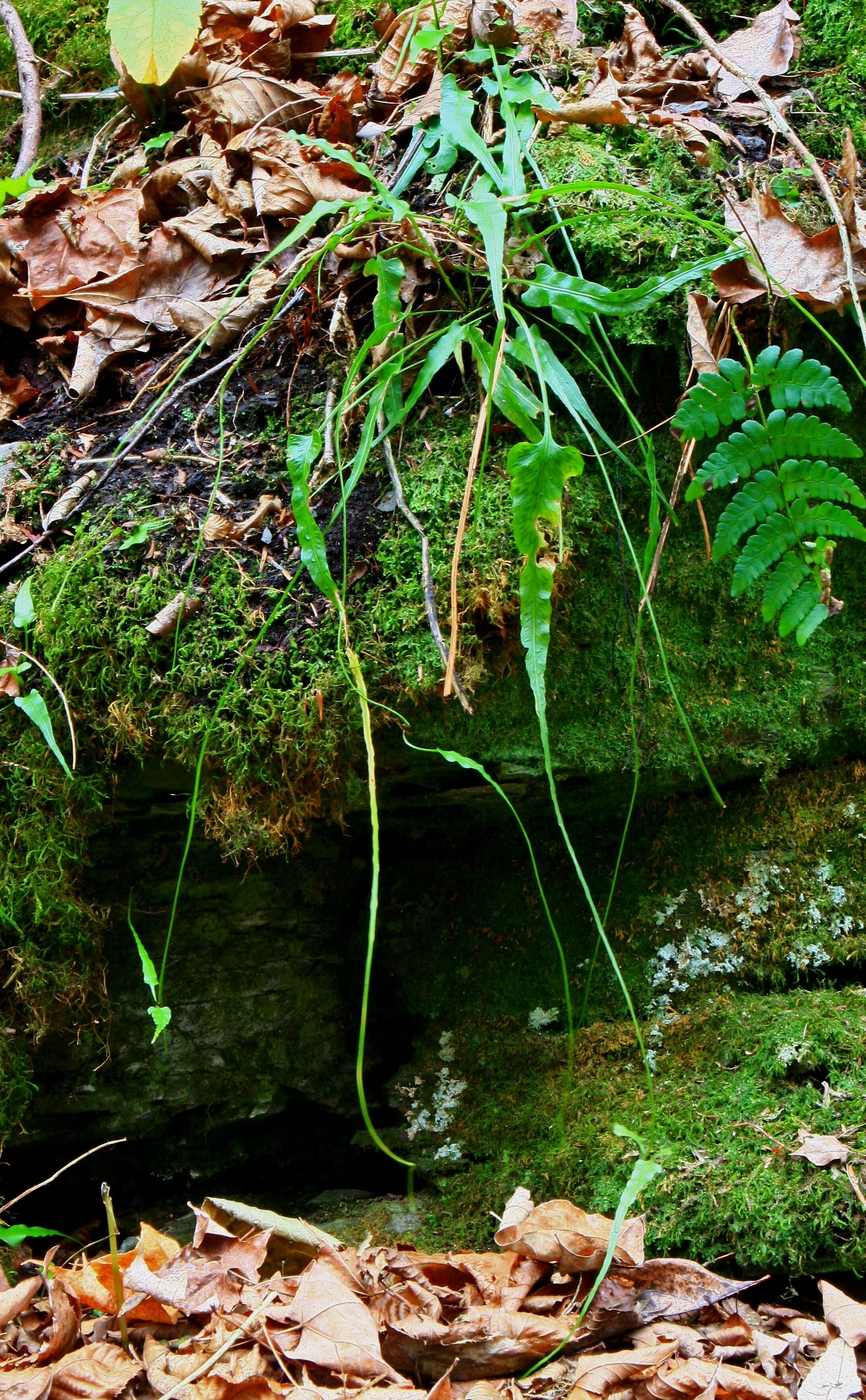 Asplenium_rhizophyllum_Oct2010.JPG