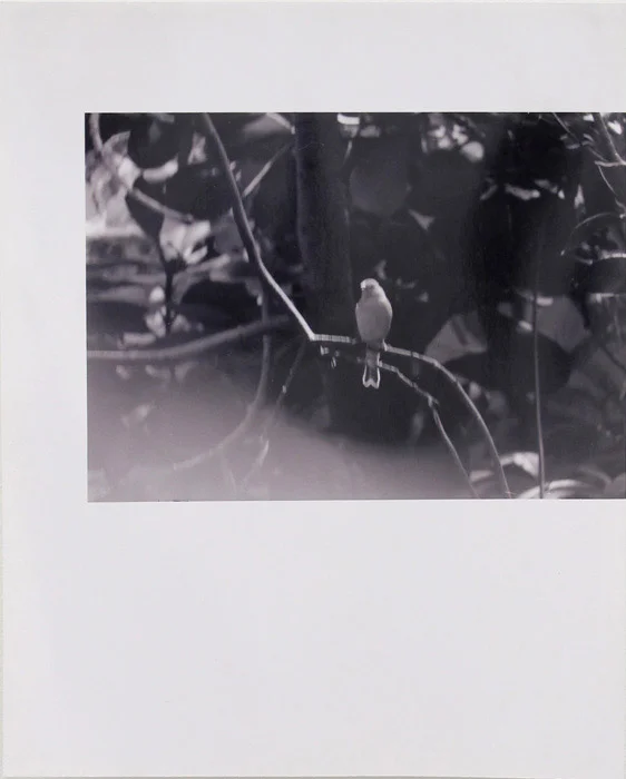 Ryan Foerster, single bird, 2001, silver gelatin print, 14 x 11 in