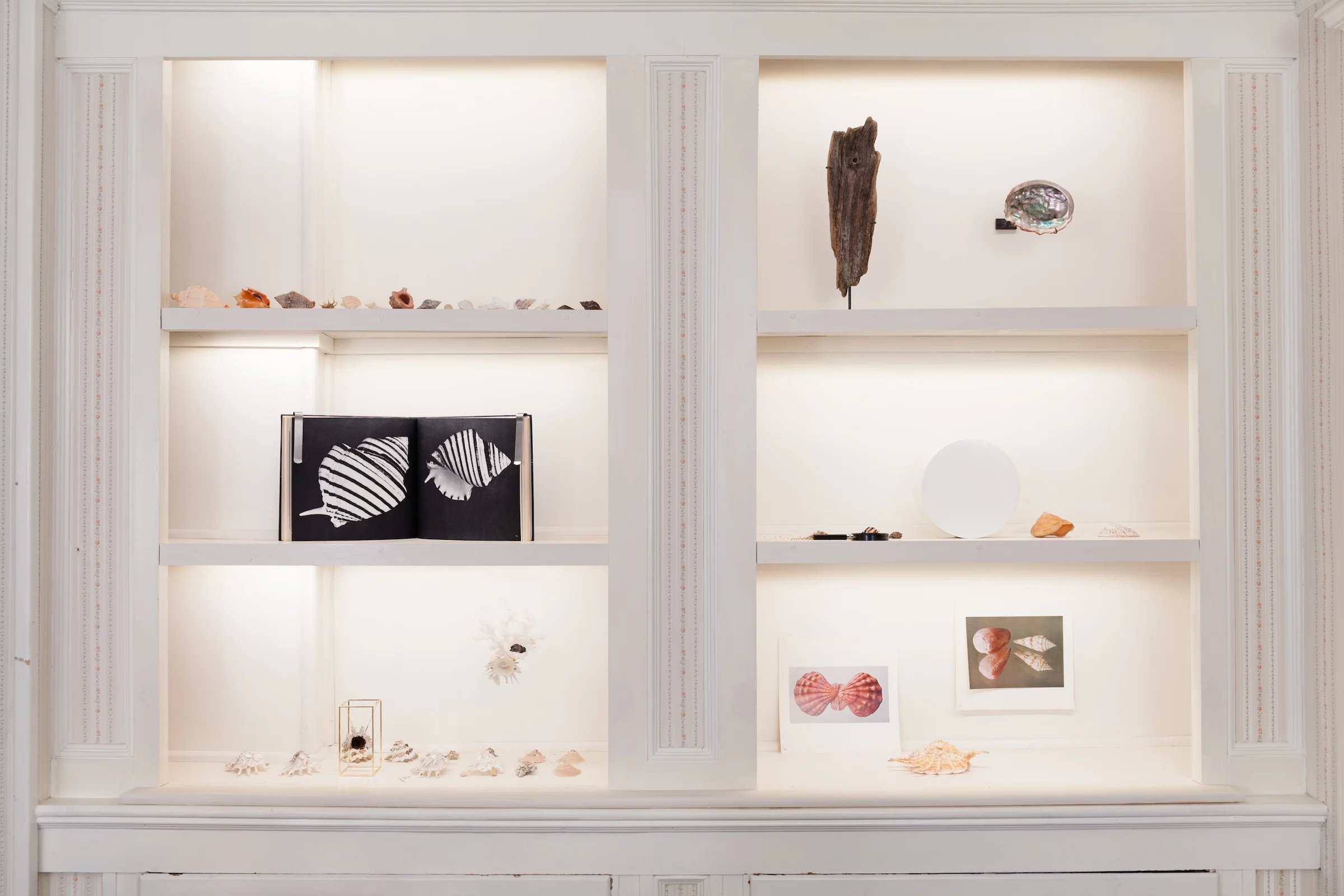 Carol Bove and Barry Rosen, Untitled arrangement , 2014, assorted seashells collected by Barry Rosen and Carol Bove, dimensions variable