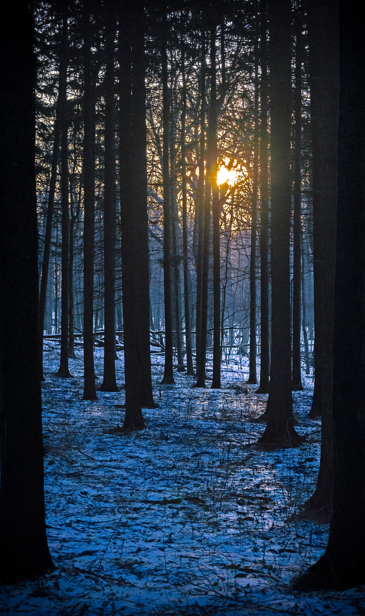 Spruce Tree Plot .jpg