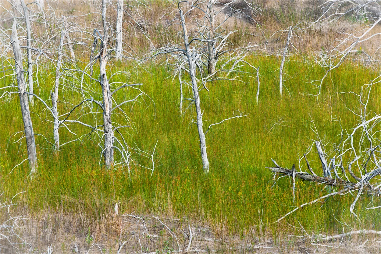 Wyeth's Trees.jpg