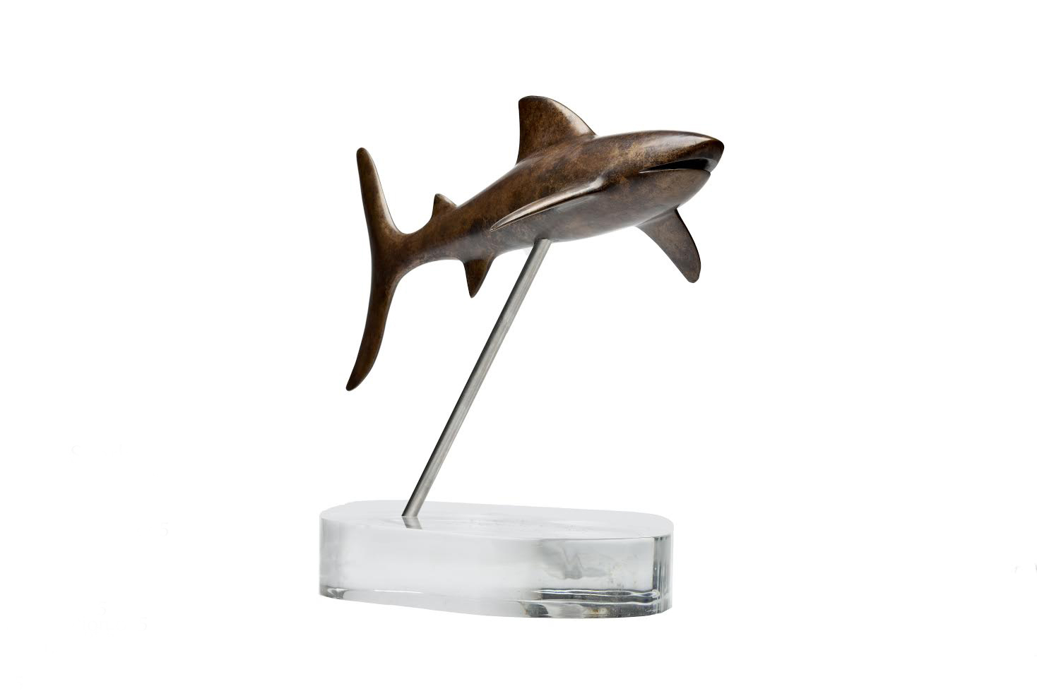 Shark