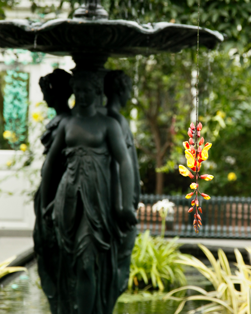 NYBG: 2016 Orchid Show: Orchidelirium