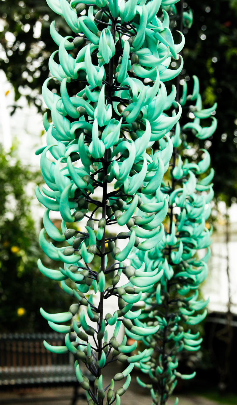 NYBG: 2016 Orchid Show: Orchidelirium