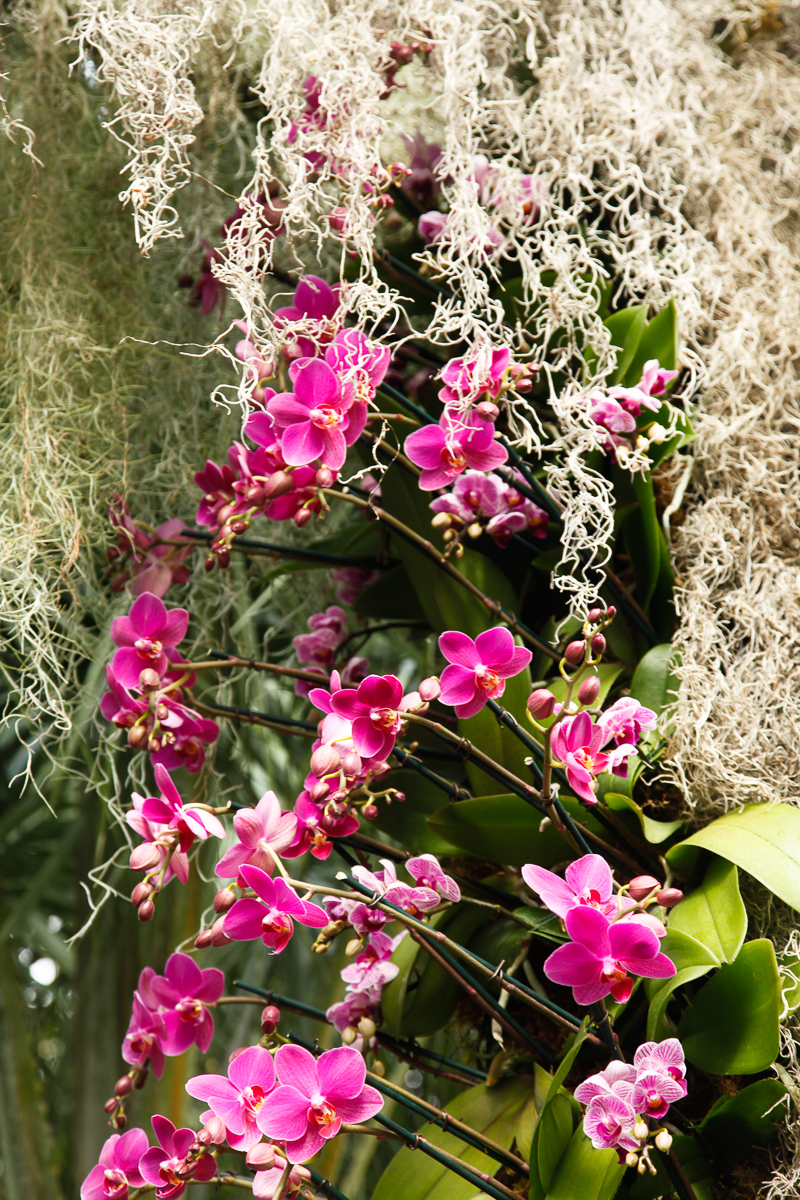NYBG: 2016 Orchid Show: Orchidelirium