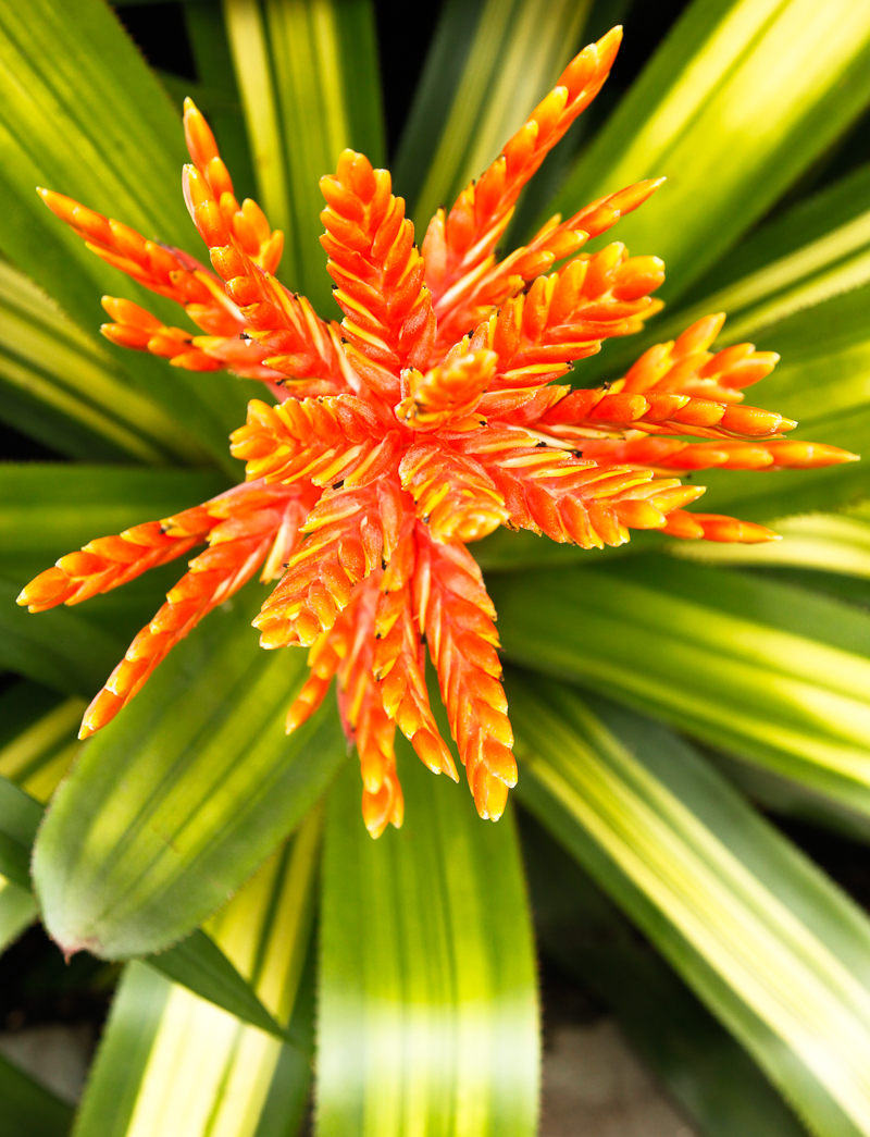 NYBG: 2016 Orchid Show: Orchidelirium